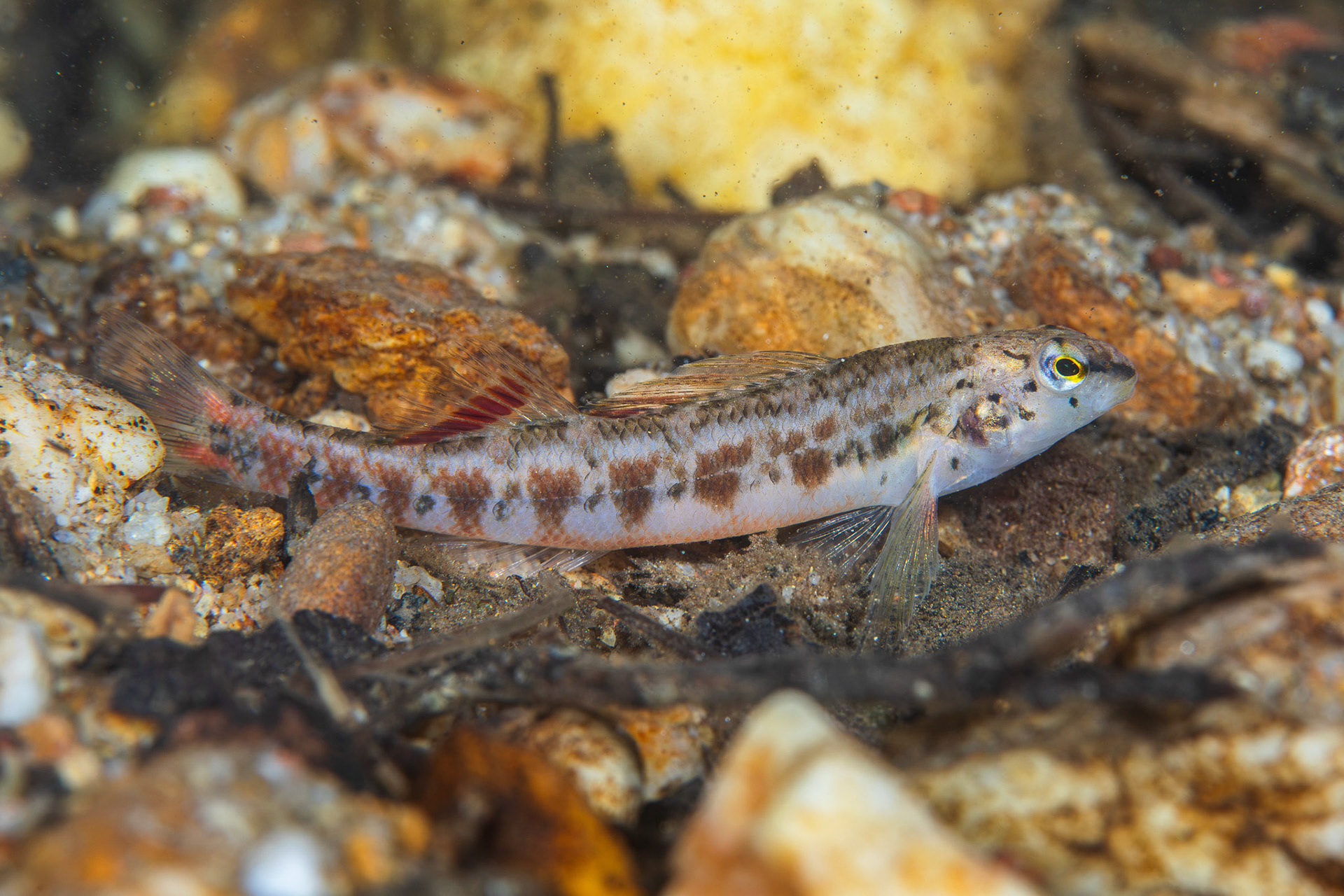 Tallapoosa Darter