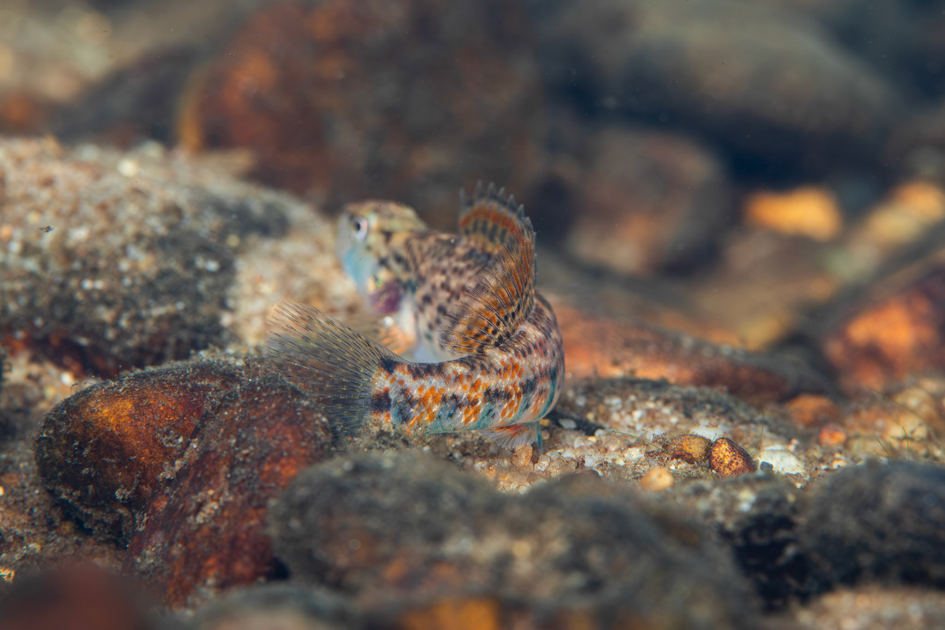 Rainbow Darter