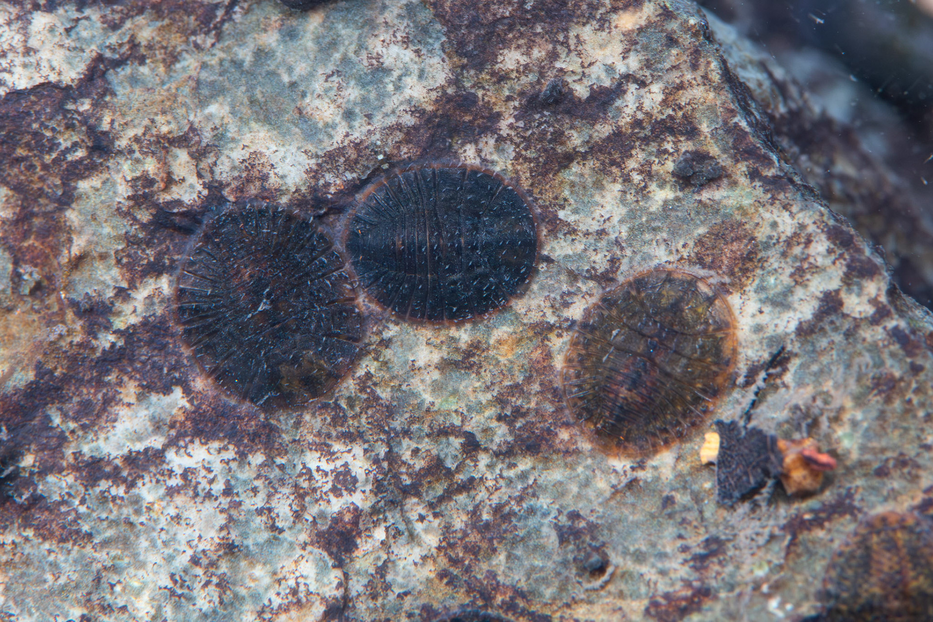 Herrick's Water Penny Beetle (Psephenus herricki)