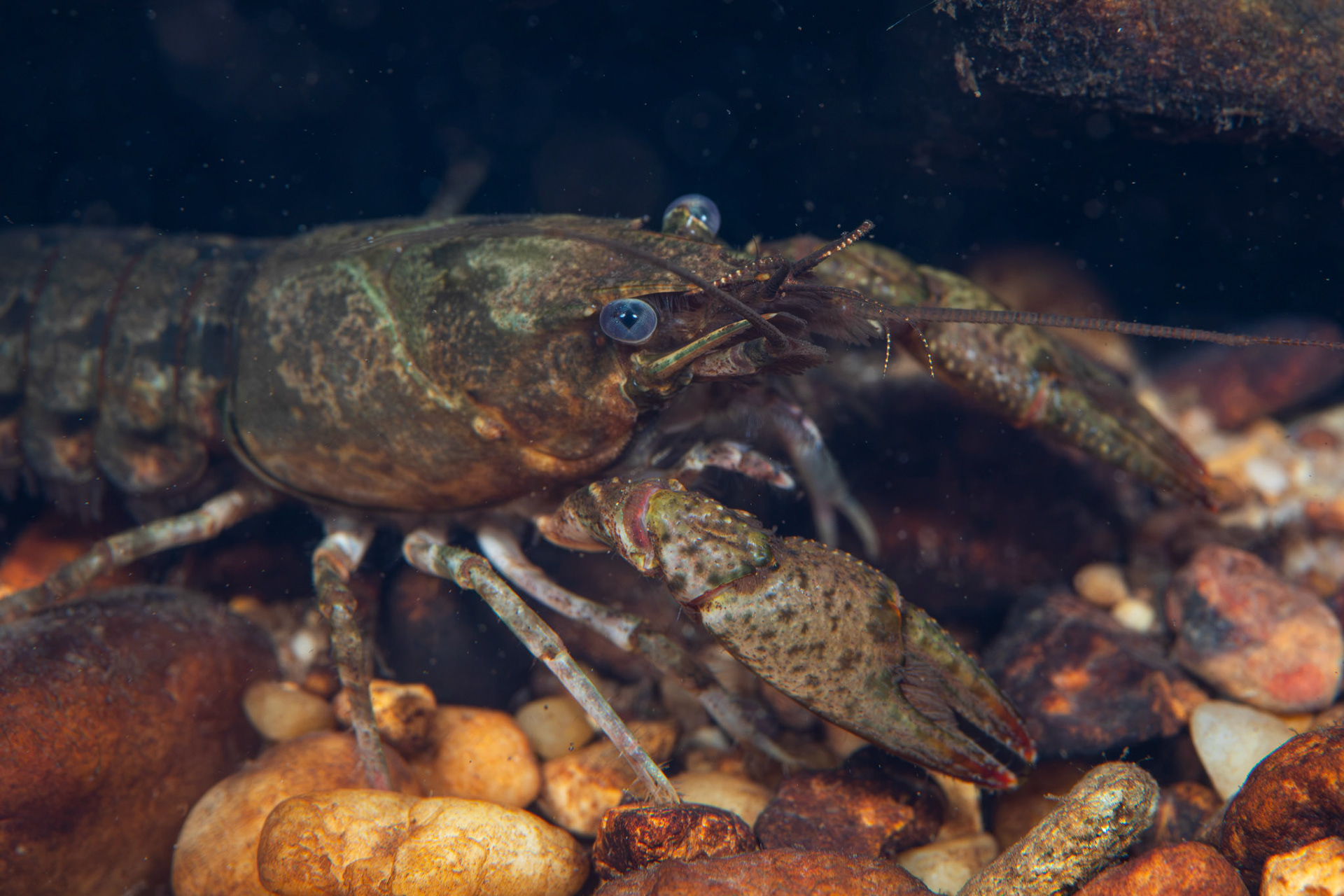 Powerful Crayfish