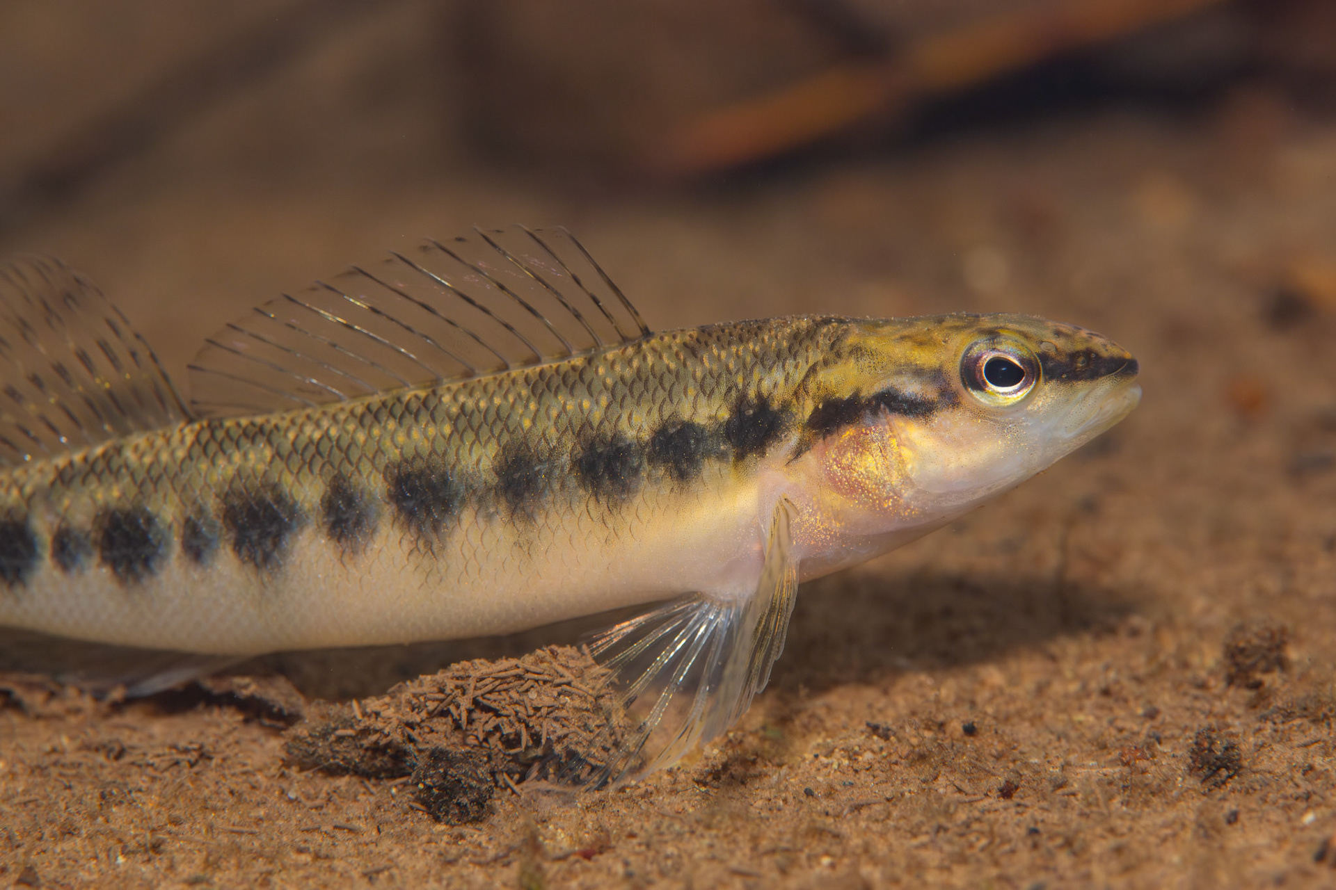 Blackbanded Darter