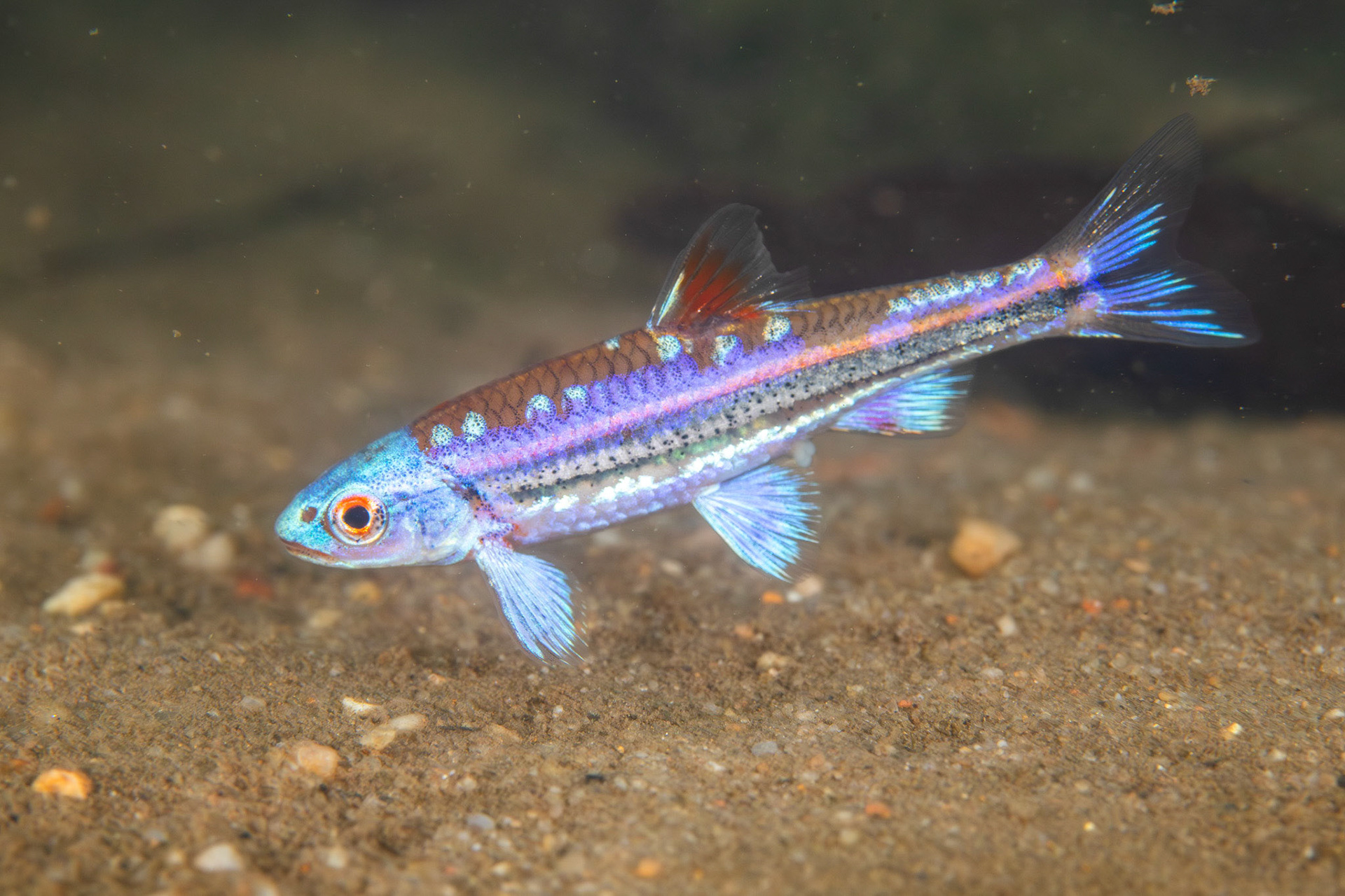 Rainbow Shiner