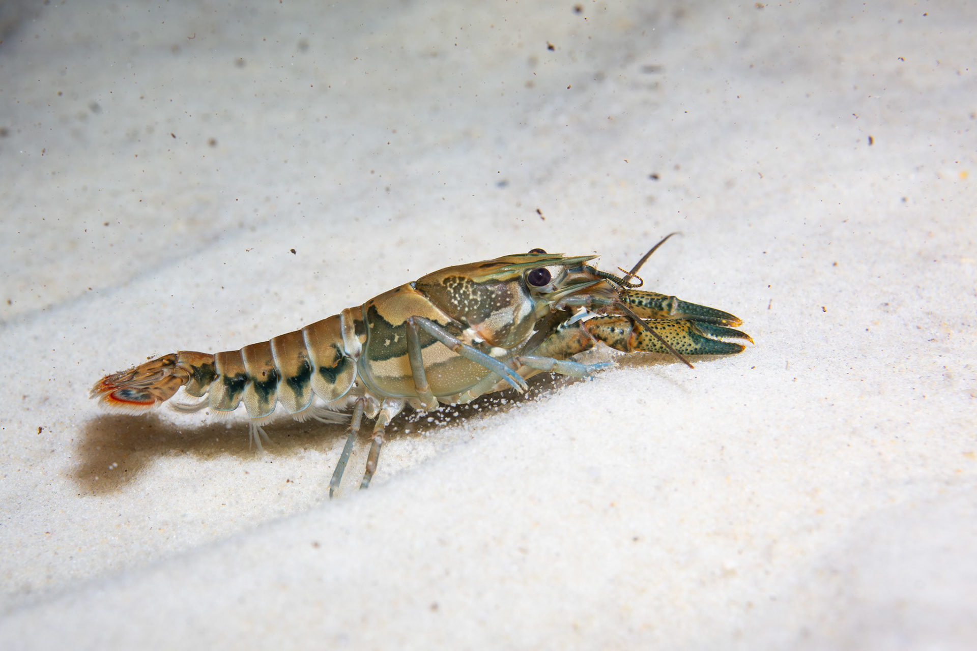 Sly Crayfish (Procambarus versutus)