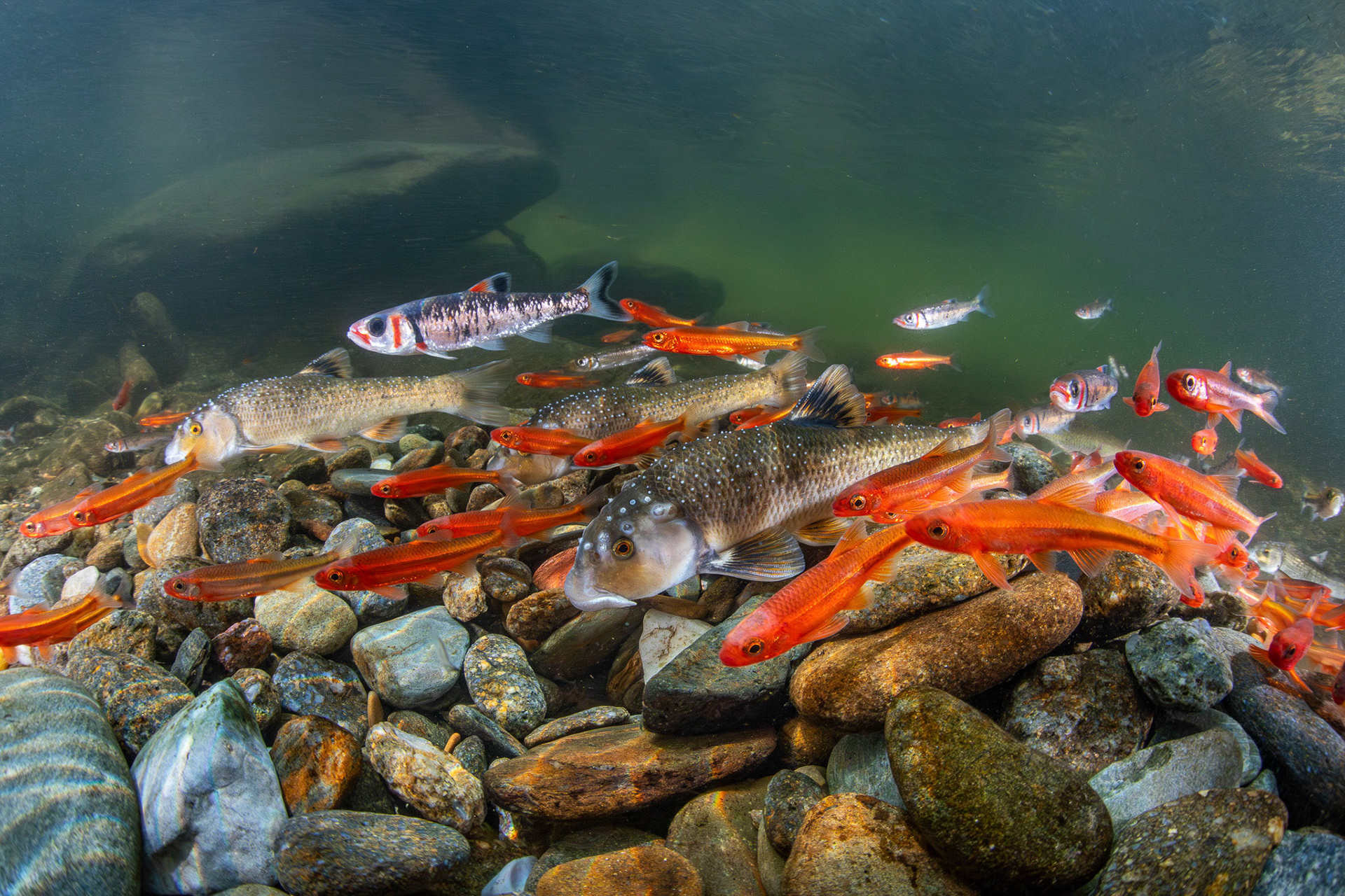 Tennesee Shiners, Warpaint Shiners, Largescale Stonerollers, River Chubs