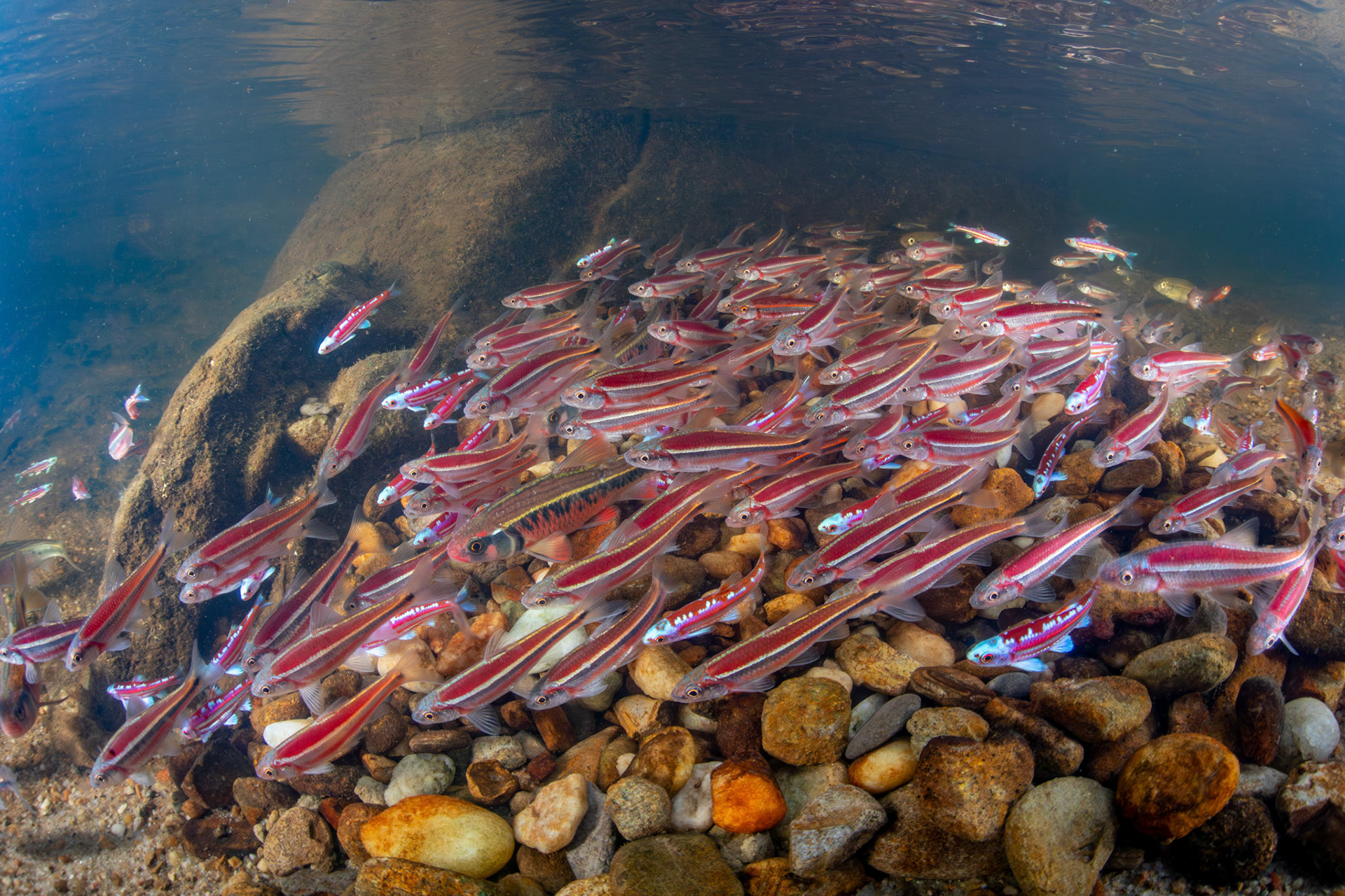 Rainbow, Striped, and Rough Shiners on Bluehead Chub Mound