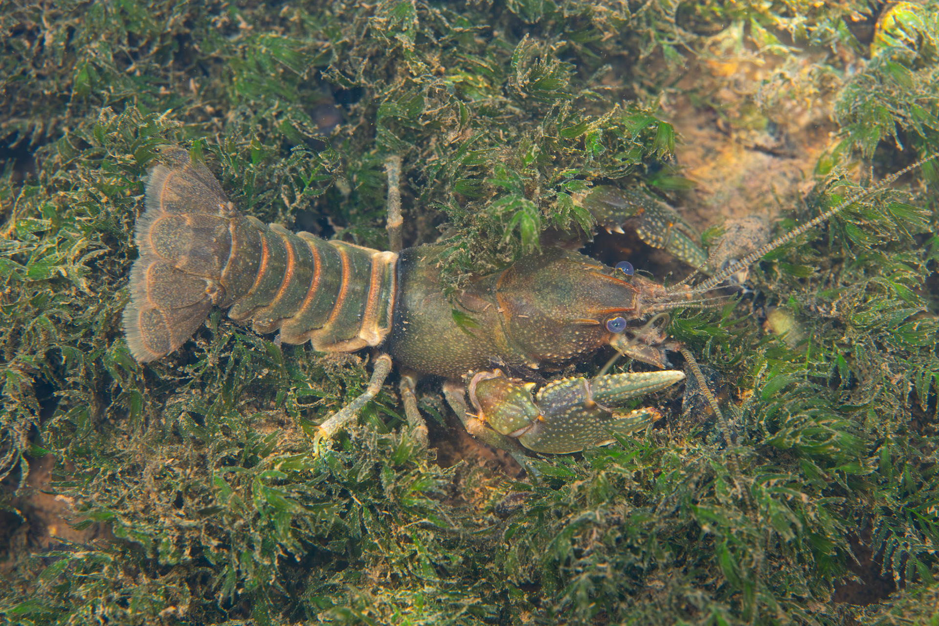 Crayfish (Cambarus sp.)