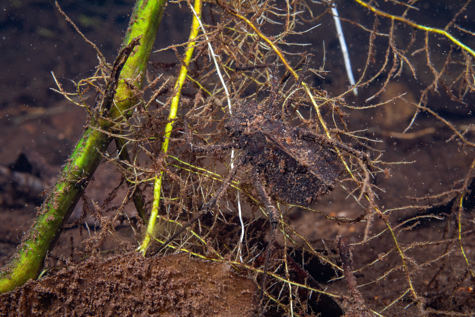 River Cruiser Dragonfly Naiad