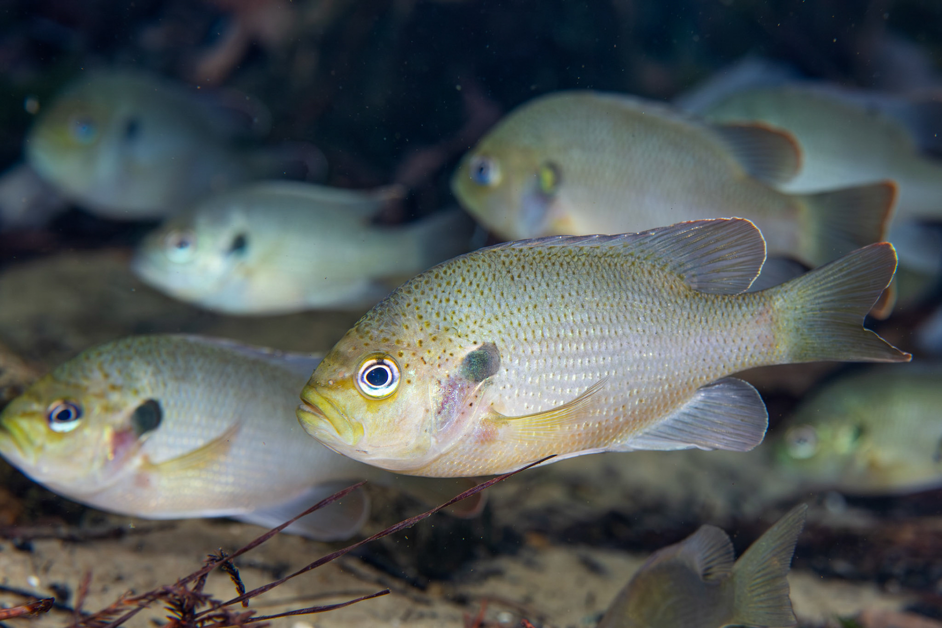 Spotted Sunfish