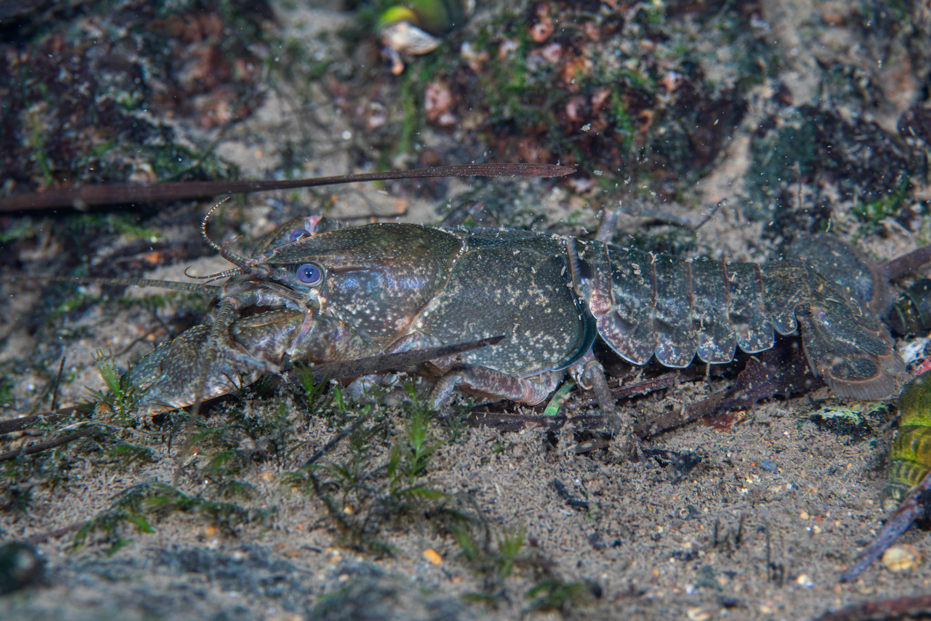 Cambarus sp.