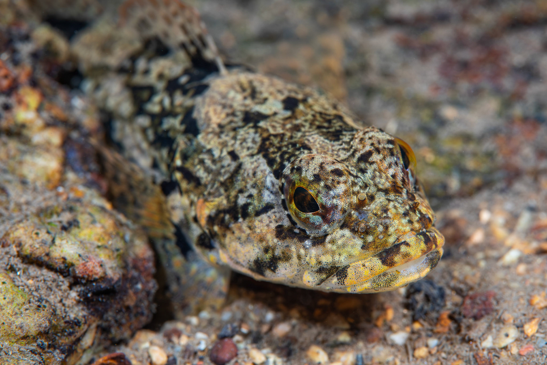 Banded Sculpin