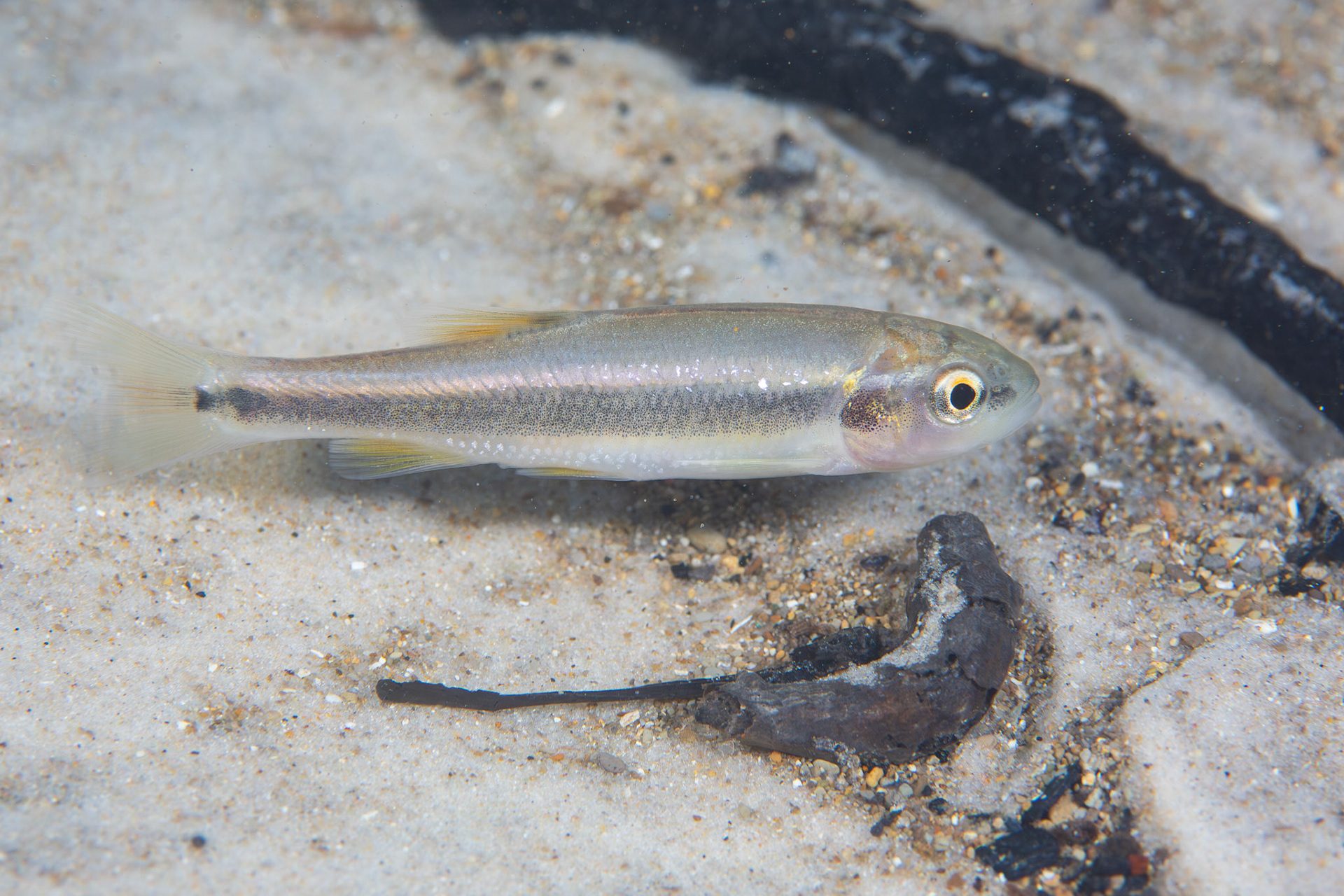 Dixie Chub