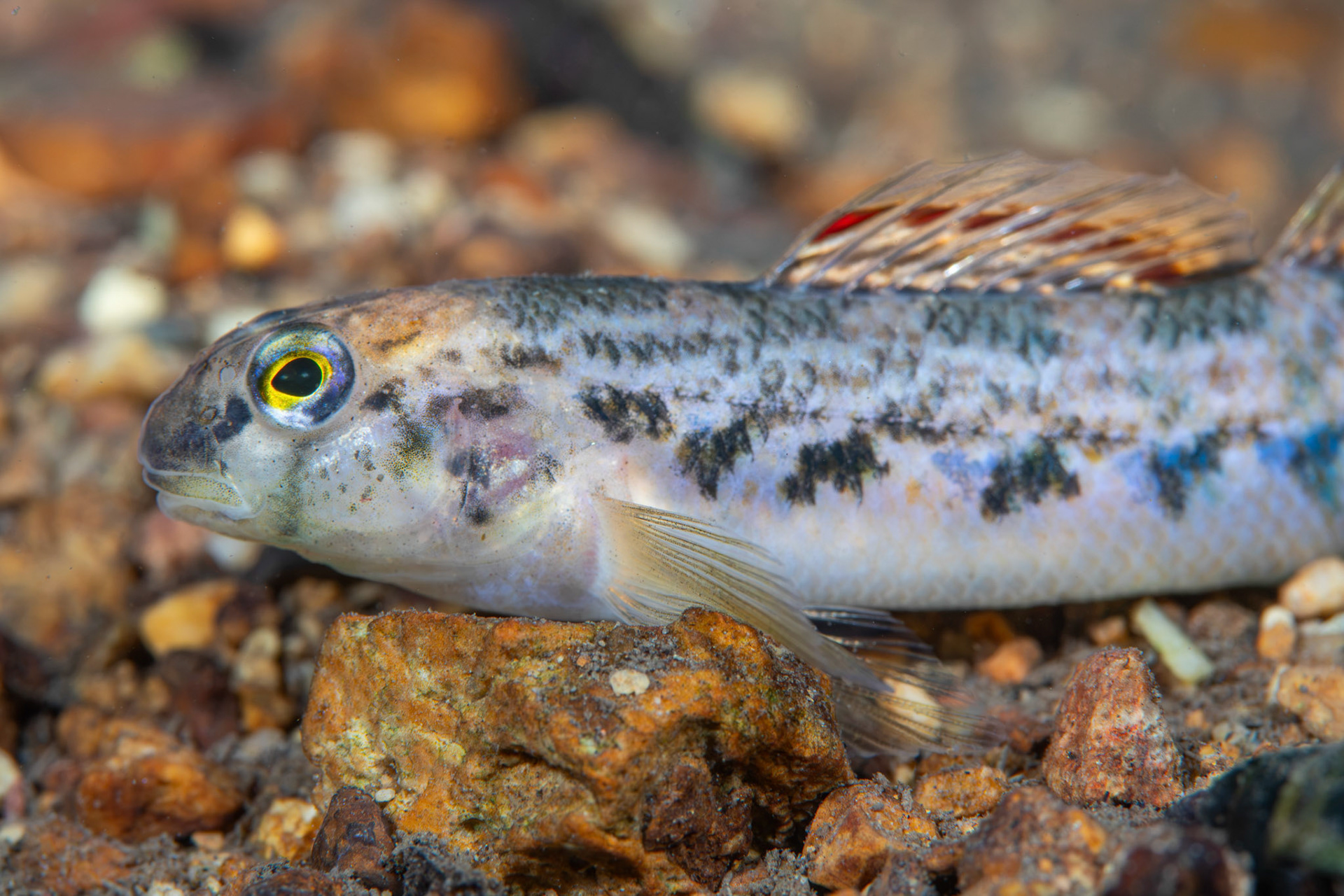 Coosa Darter