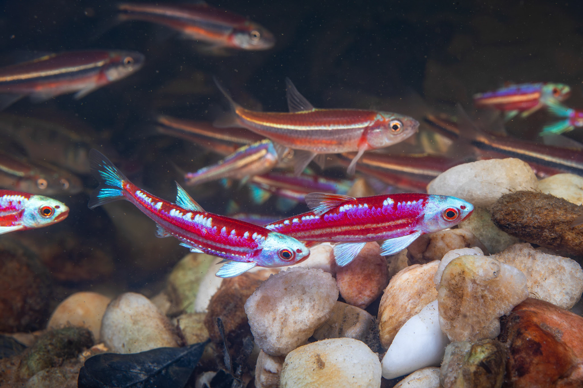 Rainbow and Rough Shiners on Bluehead Chub Mound