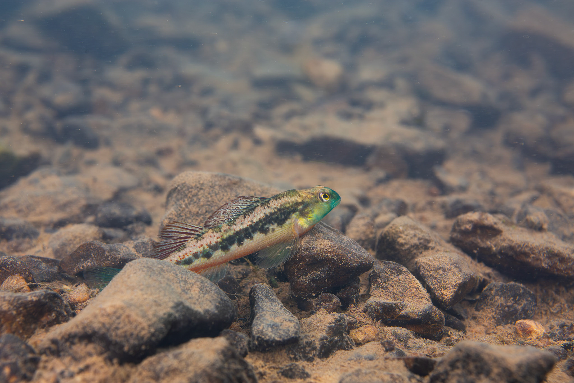 Blacksided Snubnose Darter