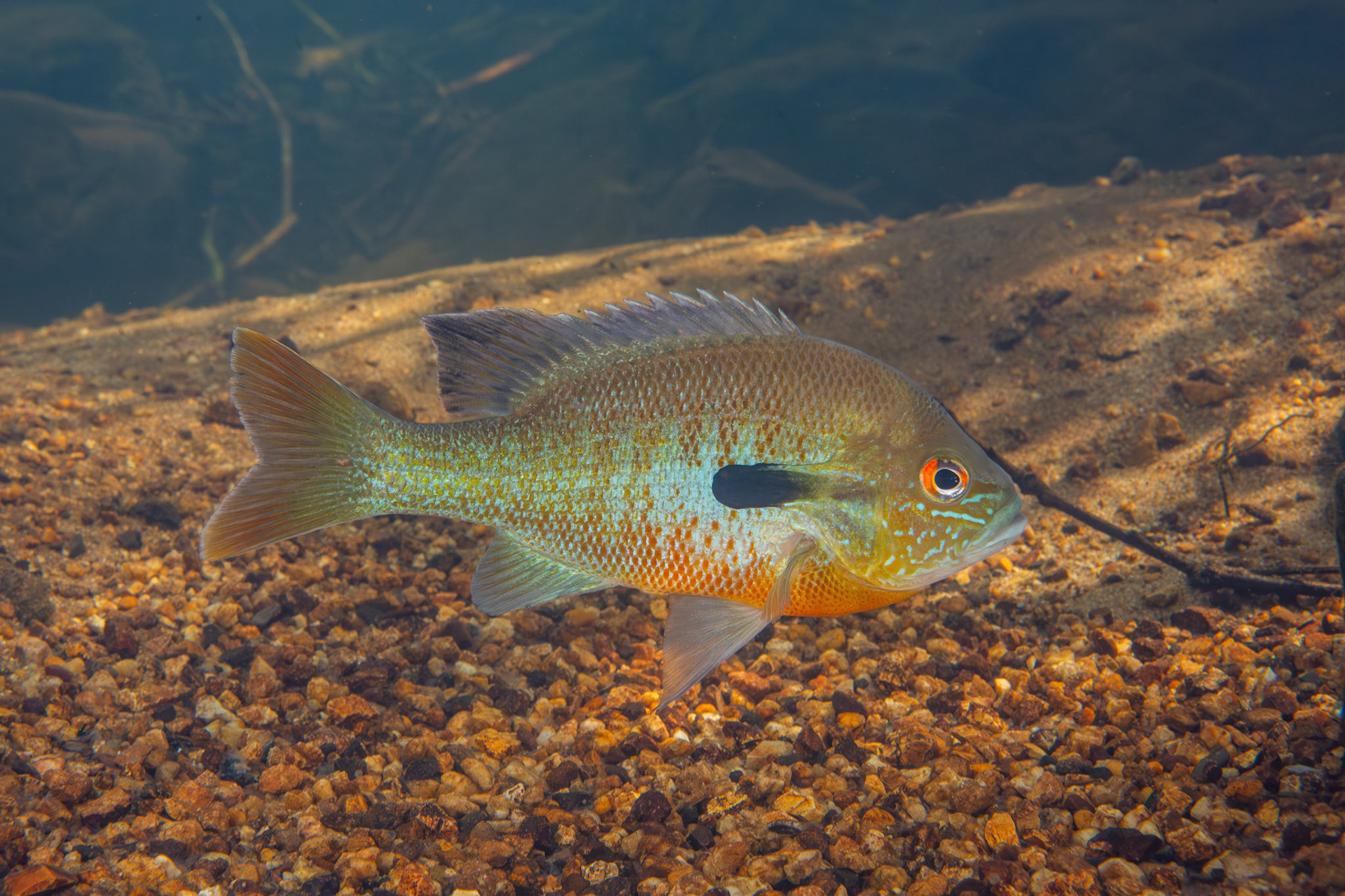 Redbreast Sunfish