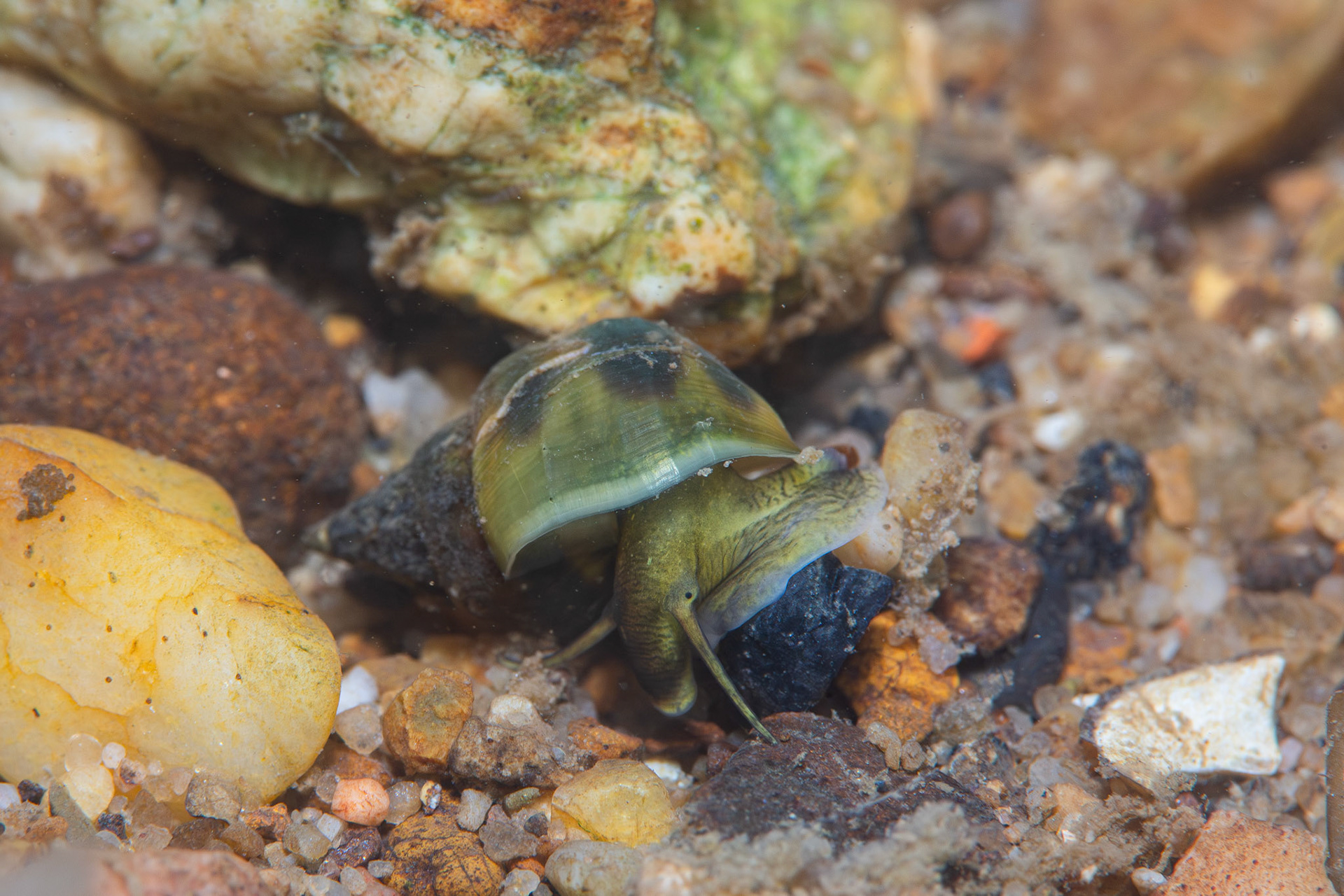 Elimia sp.