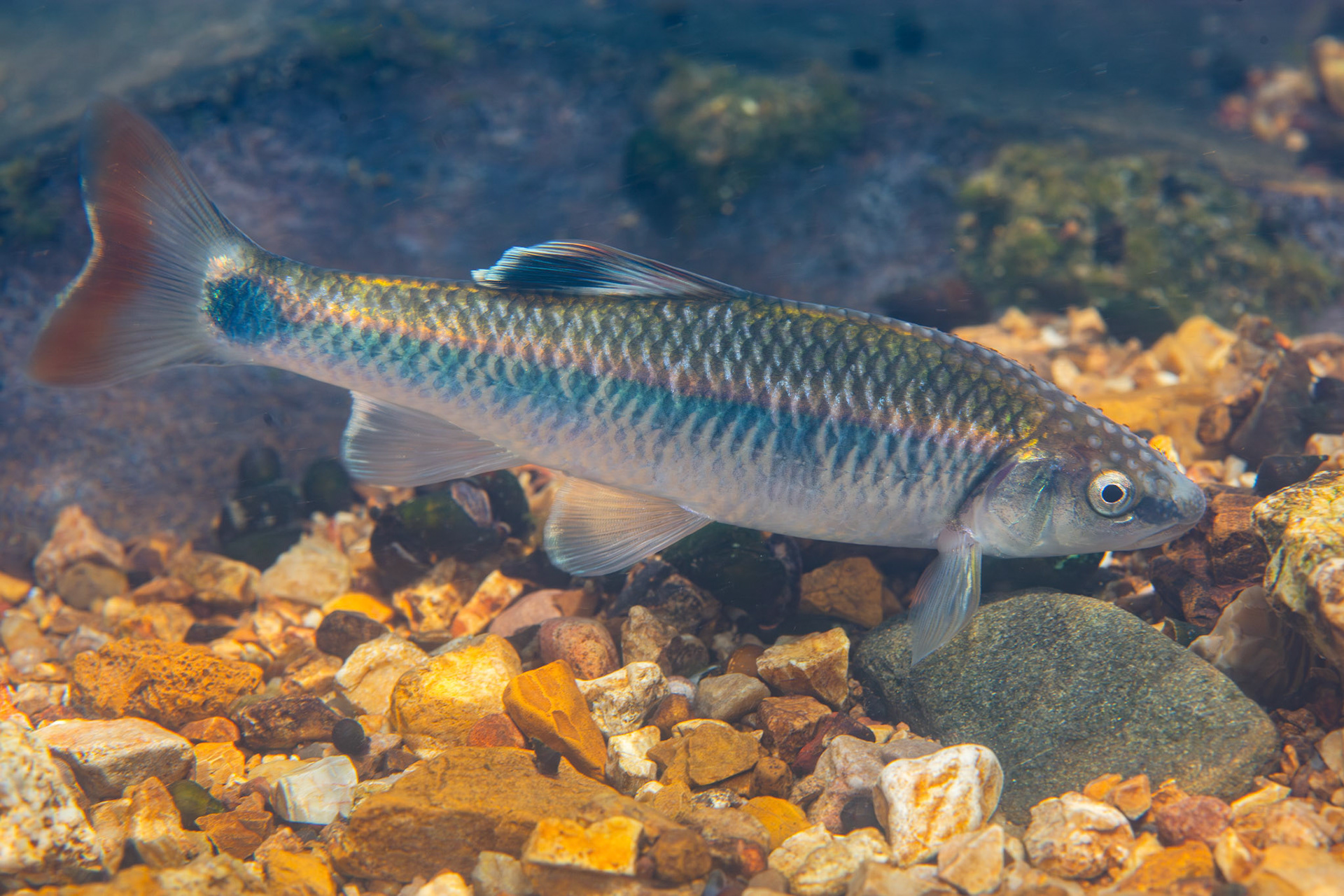 Alabama Shiner (Cyprinella callistia)