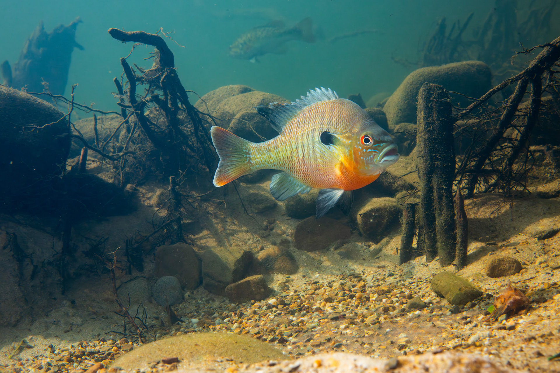Redbreast Sunfish (Lepomis auritus)