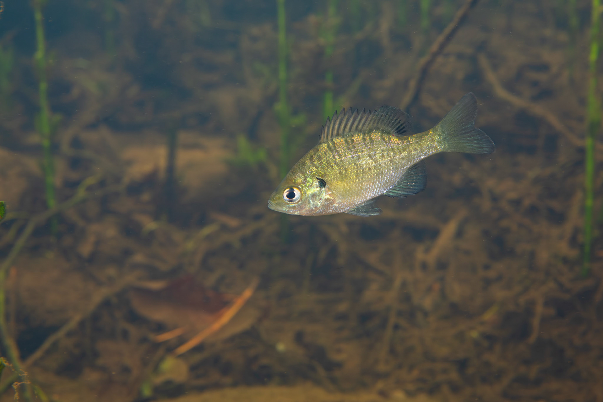 Bluegill