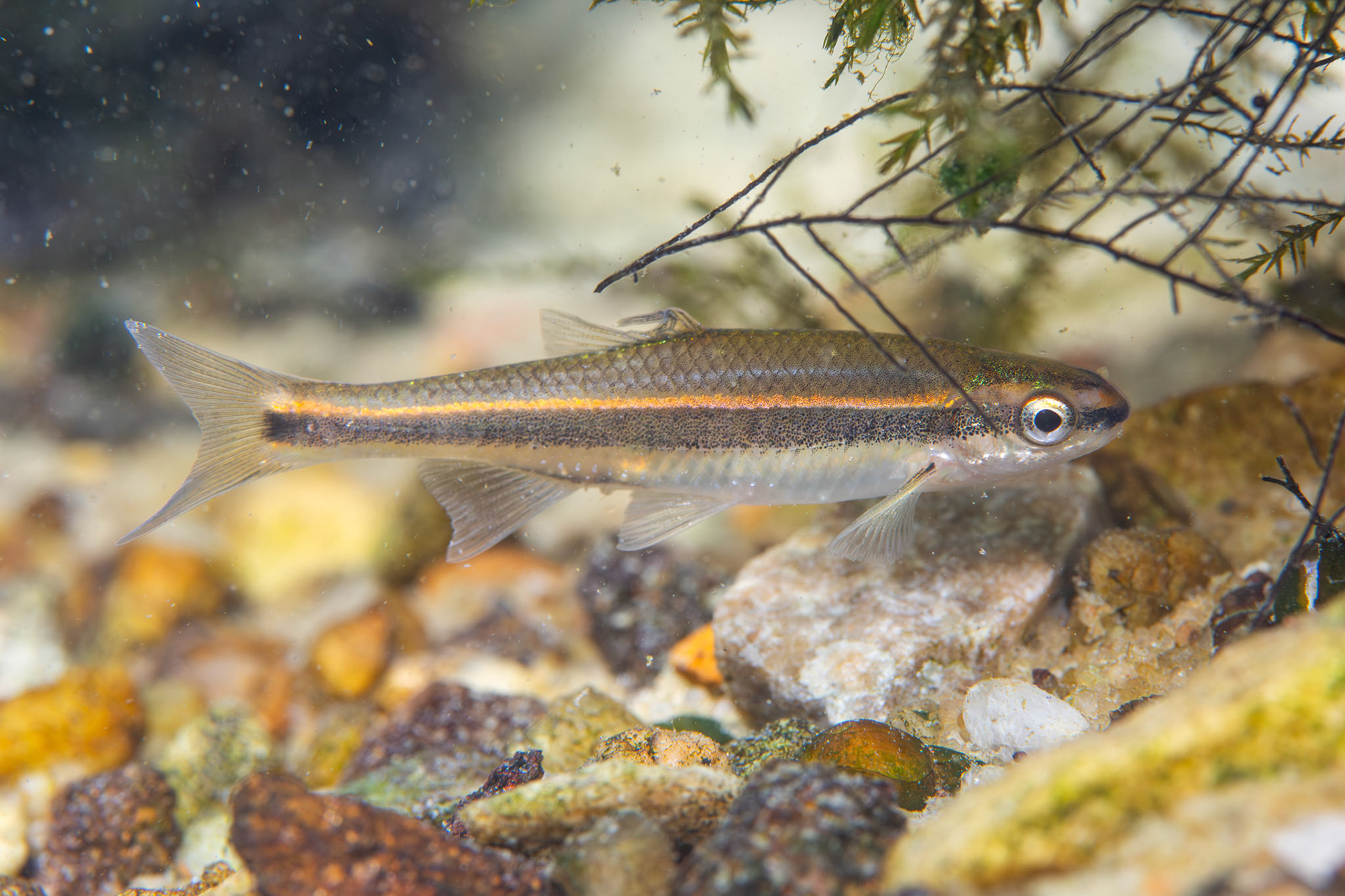 Redeye Chub