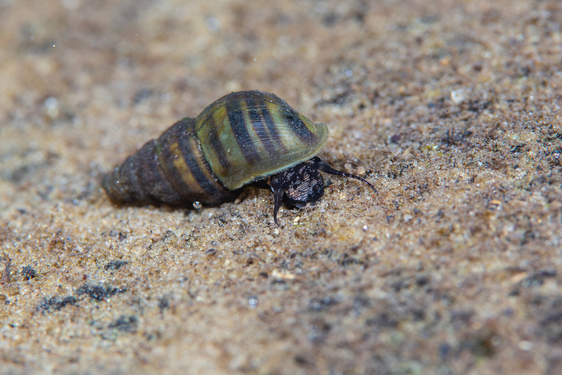 Elimia sp.