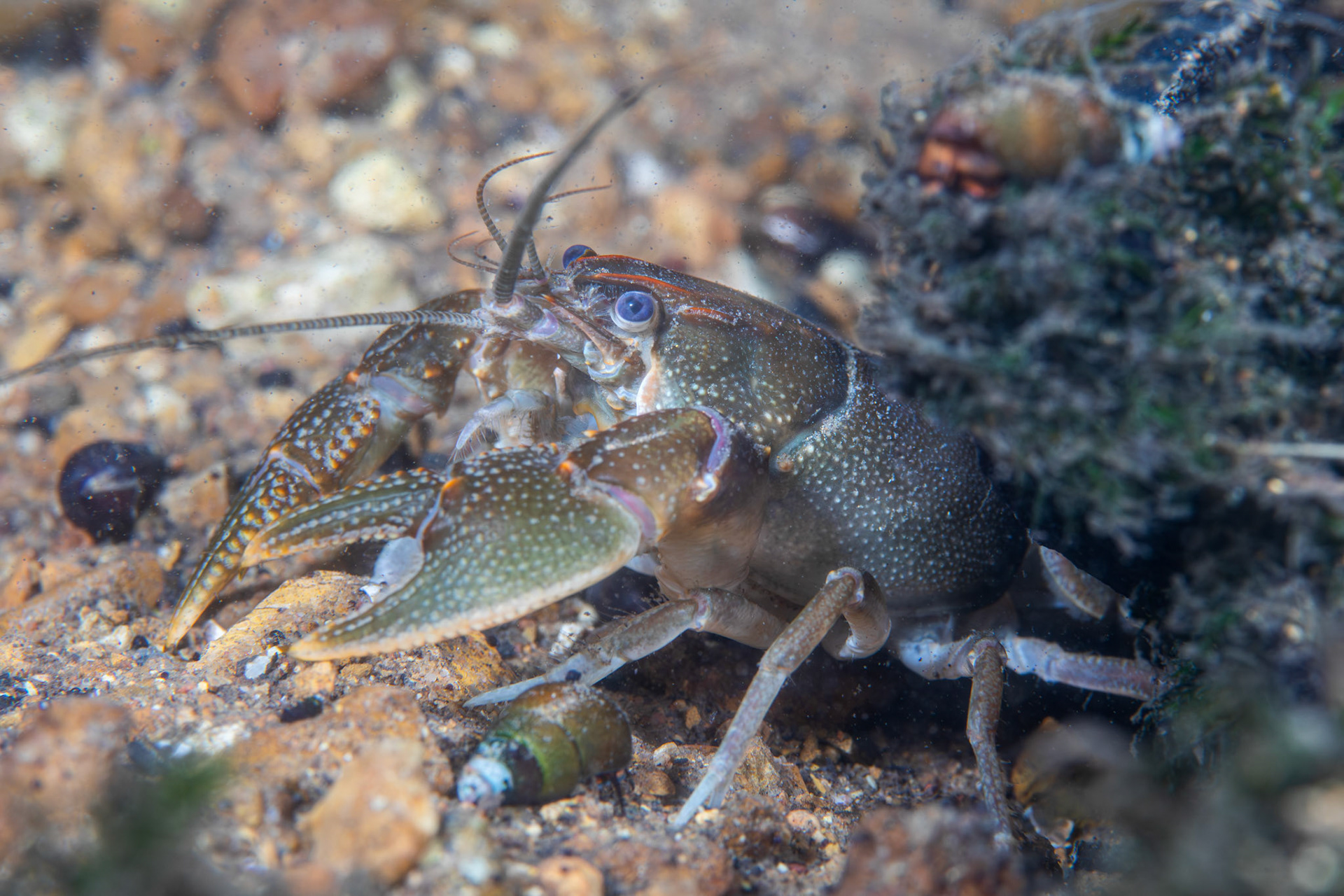 Crayfish (Cambarus sp.)