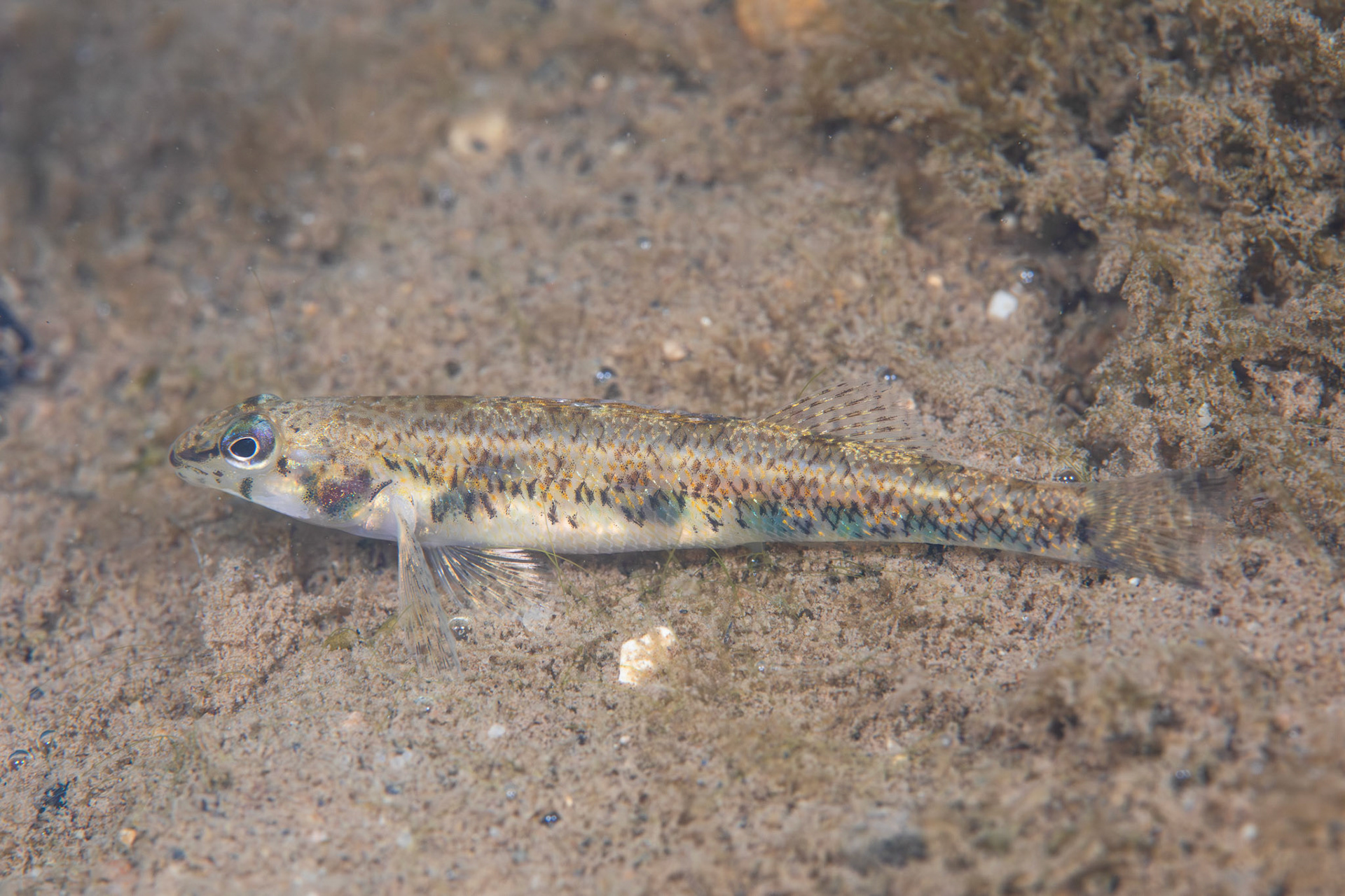 Speckled Darter