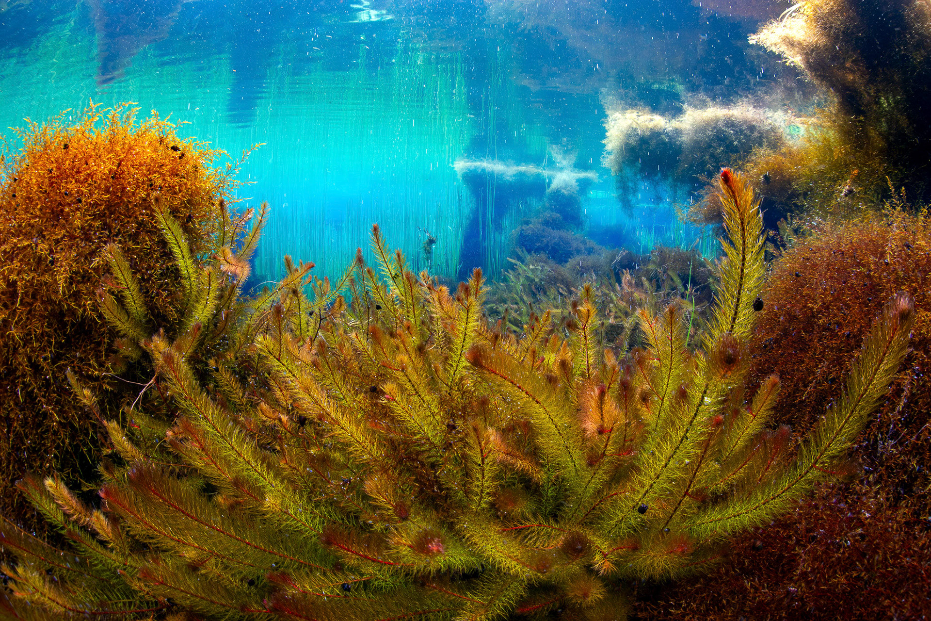 Aquatic Vegetation in Spring Head