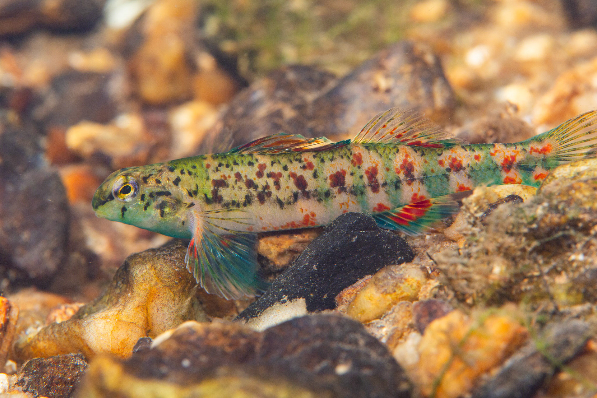 Holiday Darter
