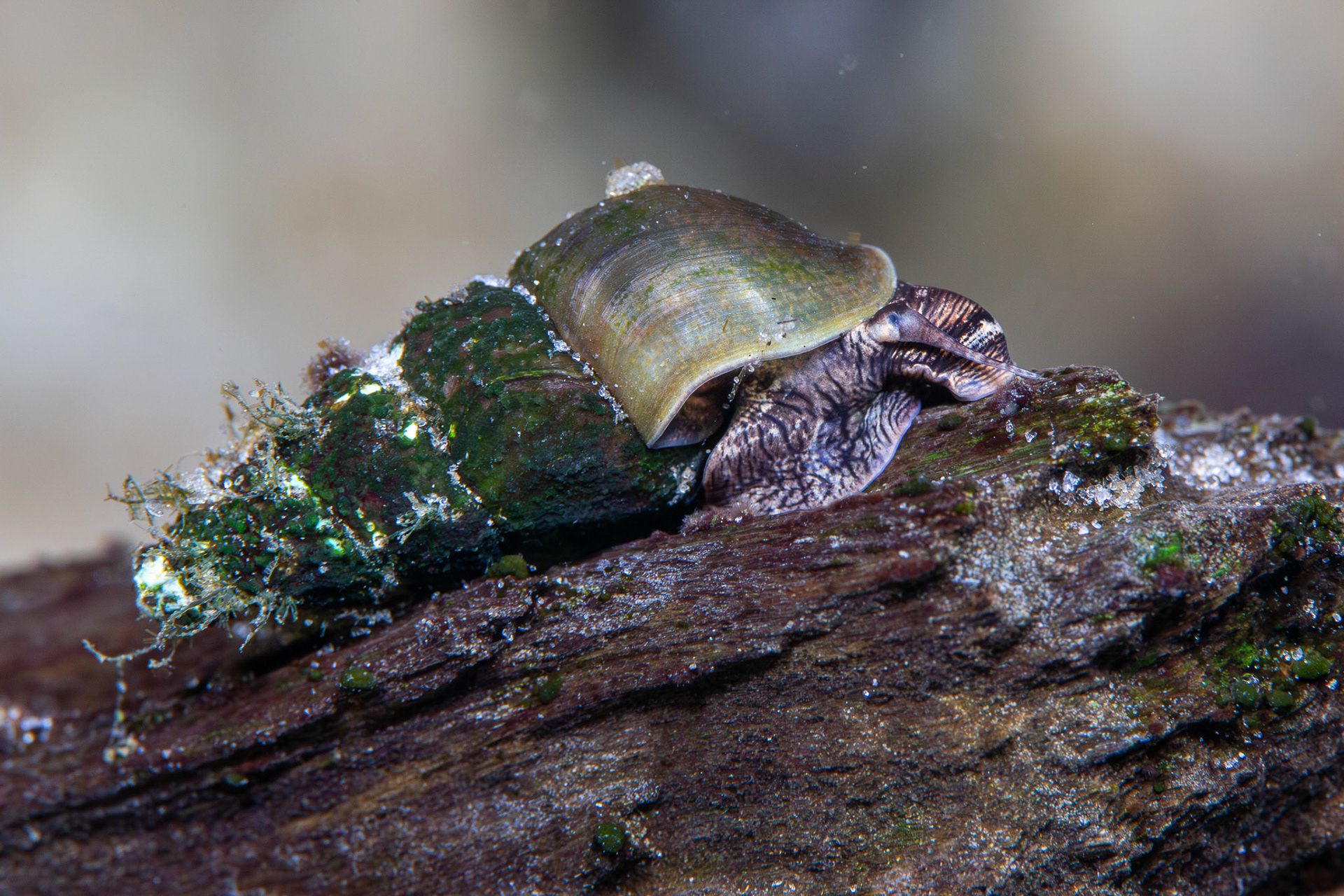 Elimia sp.