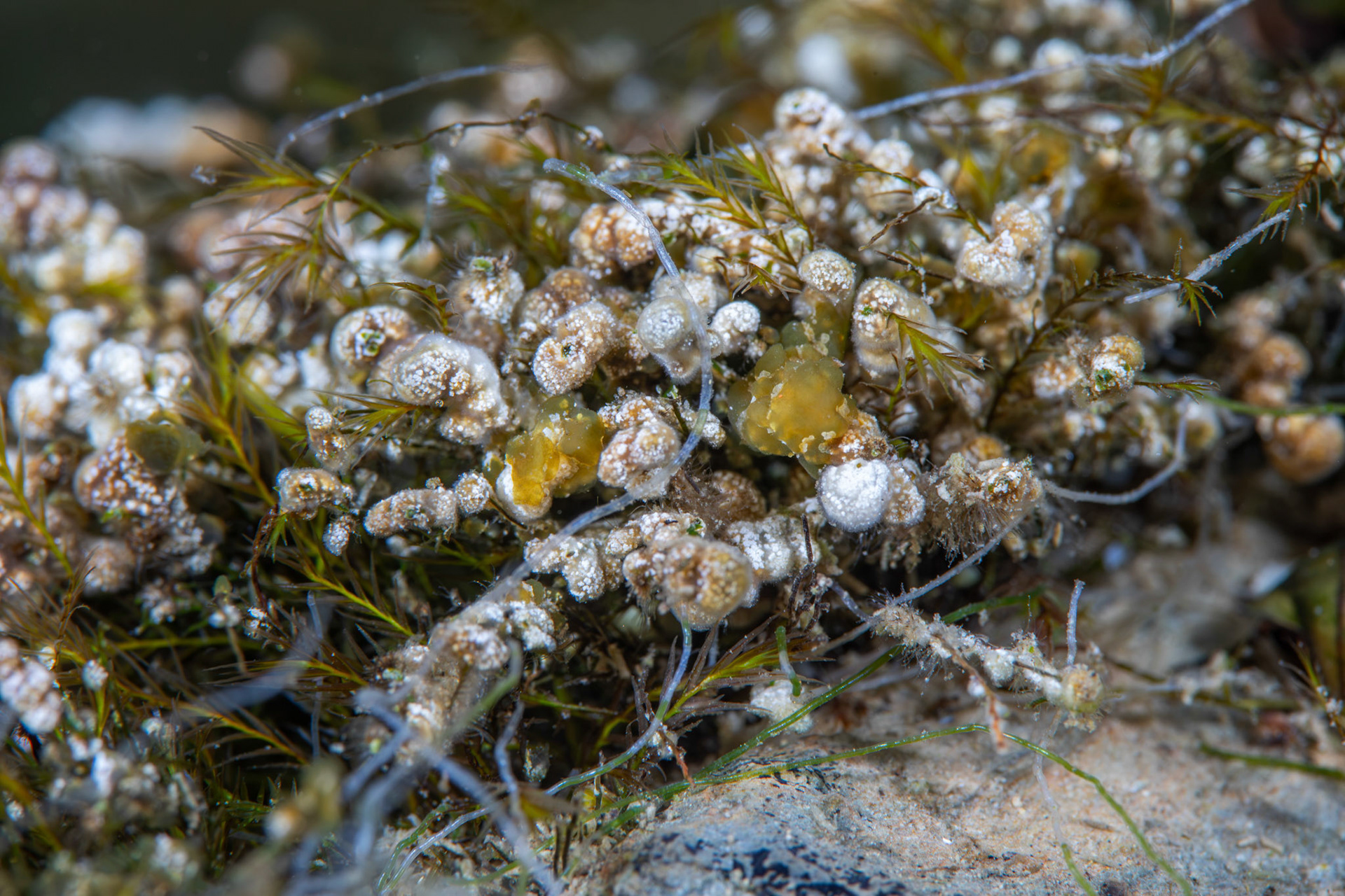 Calcarious Biofilm