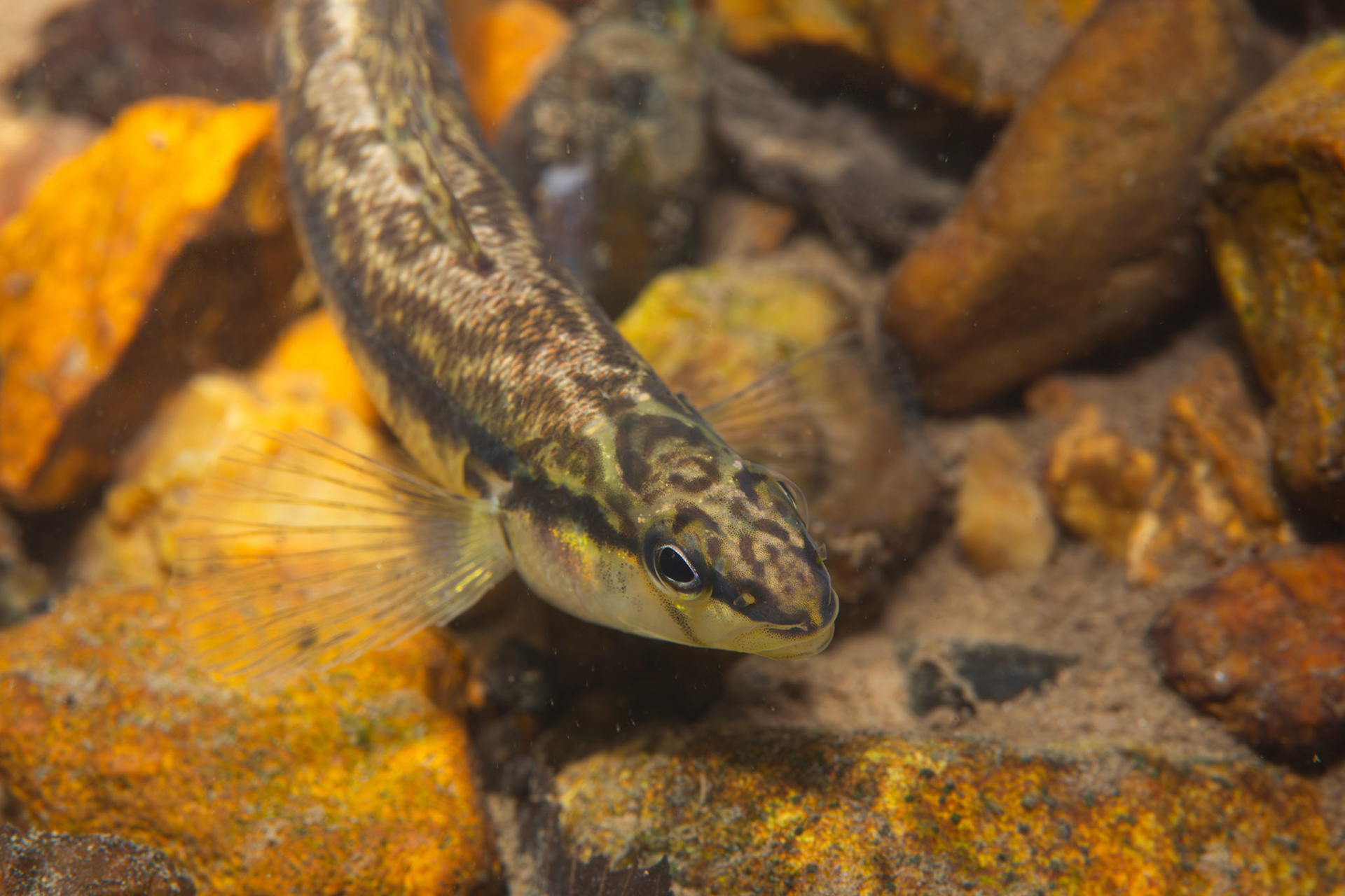 Blackbanded Darter (Percina nigrofasciata)