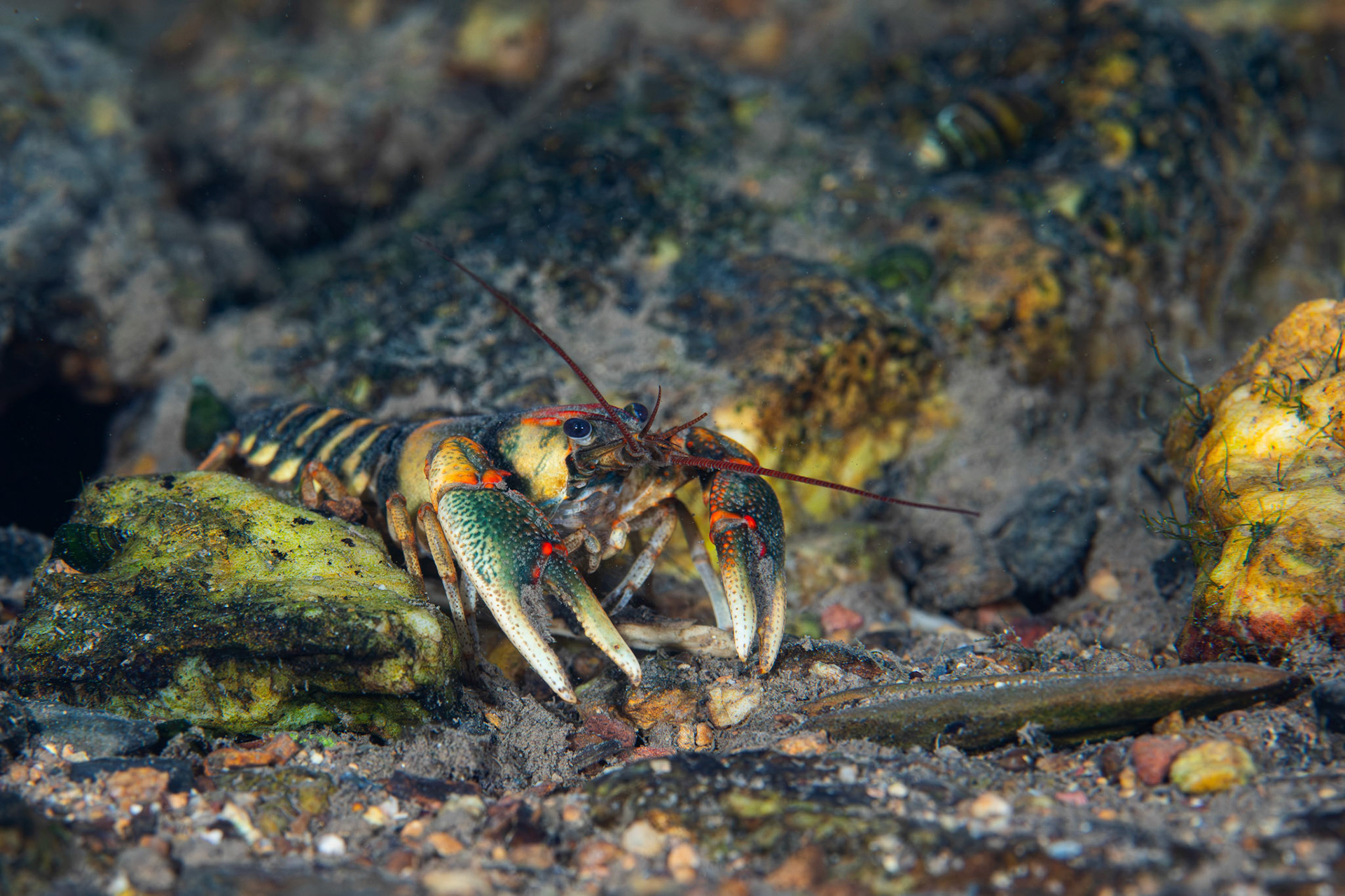 Coosa Crayfish