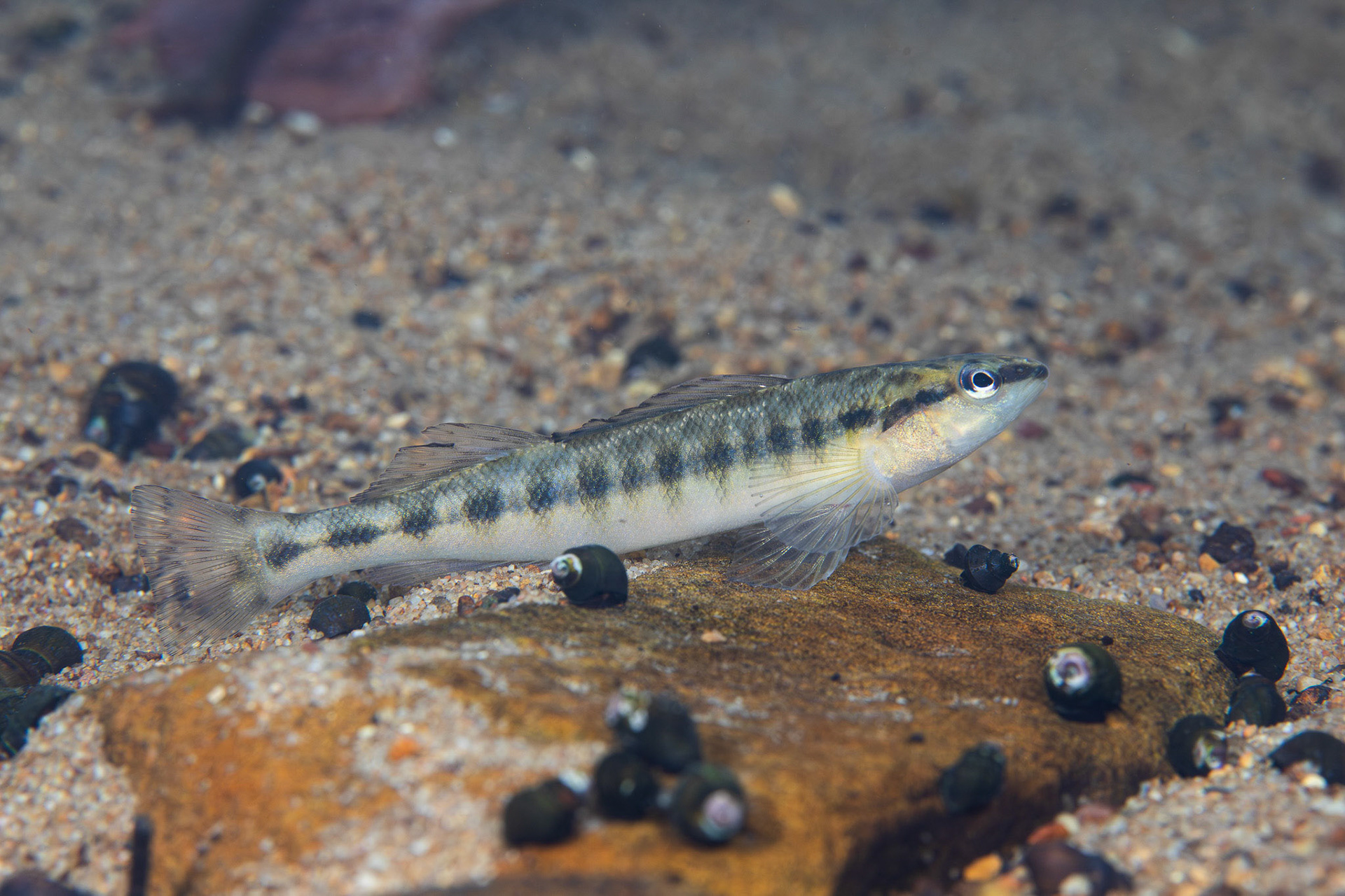 Blackbanded Darter