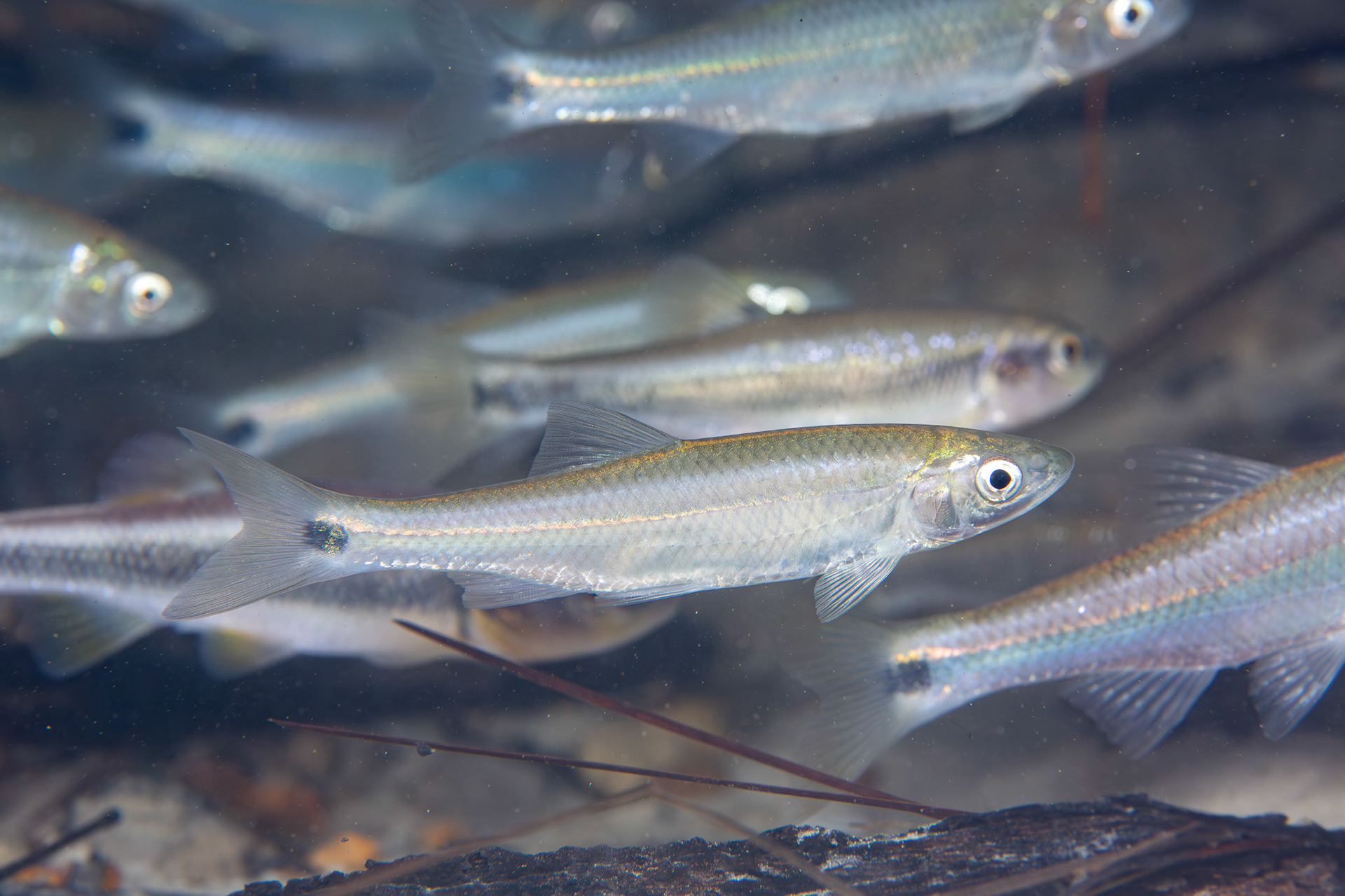 Apalachicola Blacktail Shiner