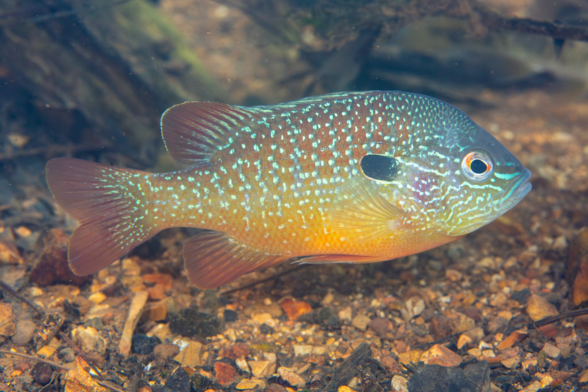 Gulf Longear Sunfish (Lepomis solis)