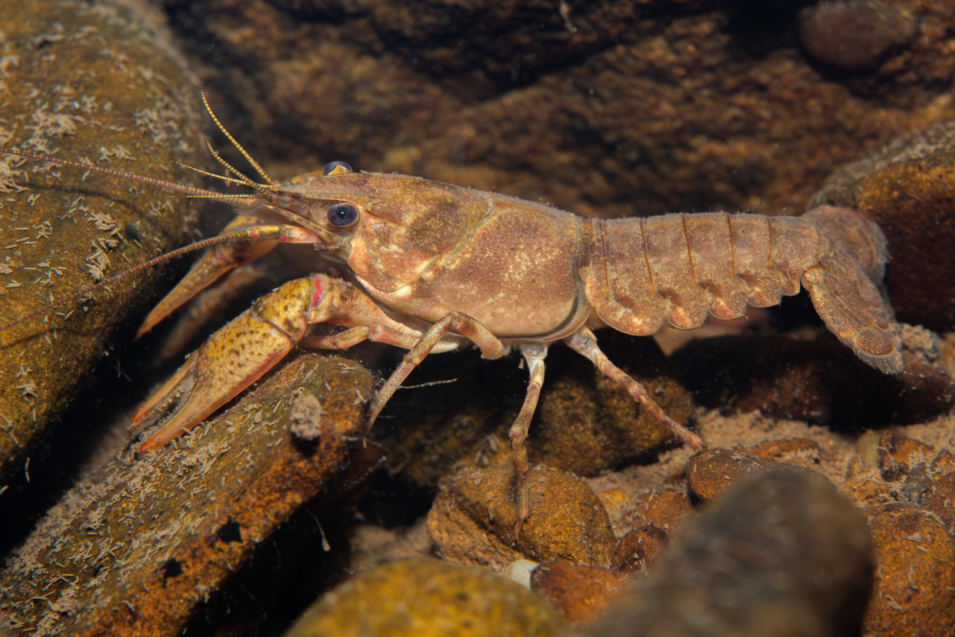 Powerful Crayfish