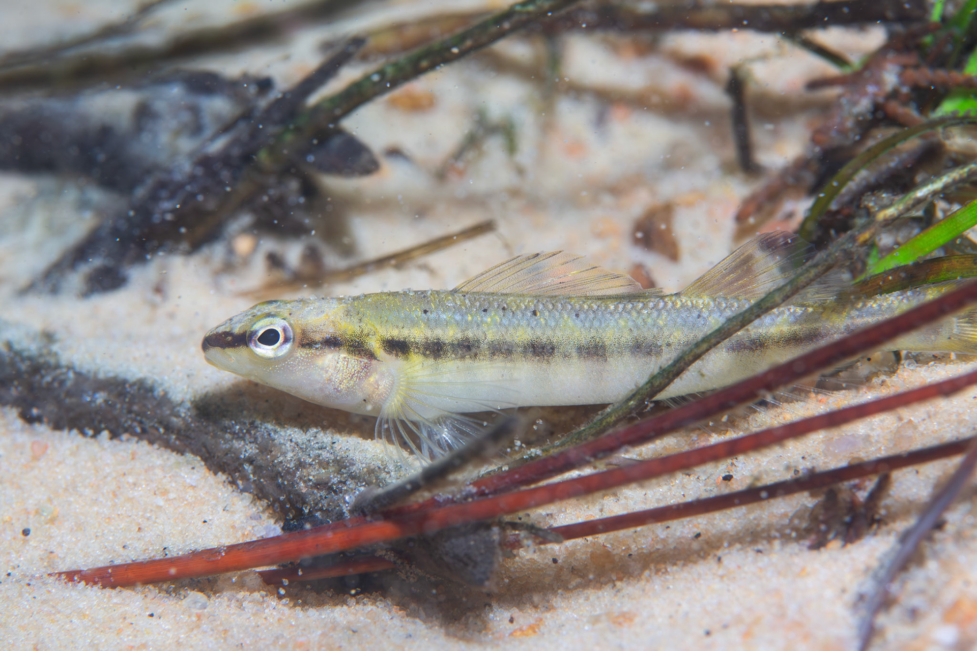 Blackbanded darter (Percina nigrofasciata)