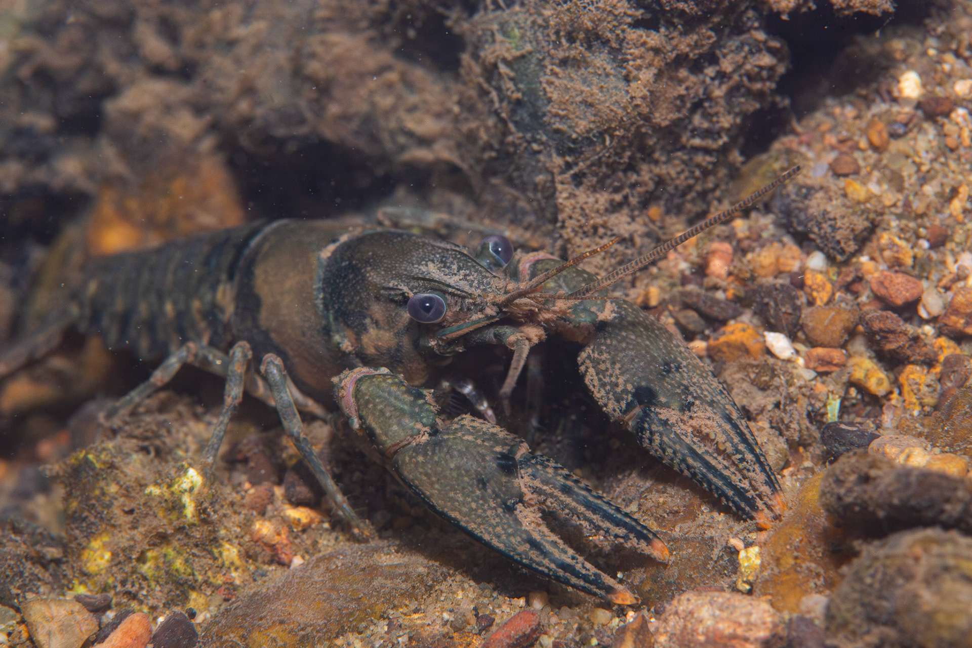 Reticulate Crayfish
