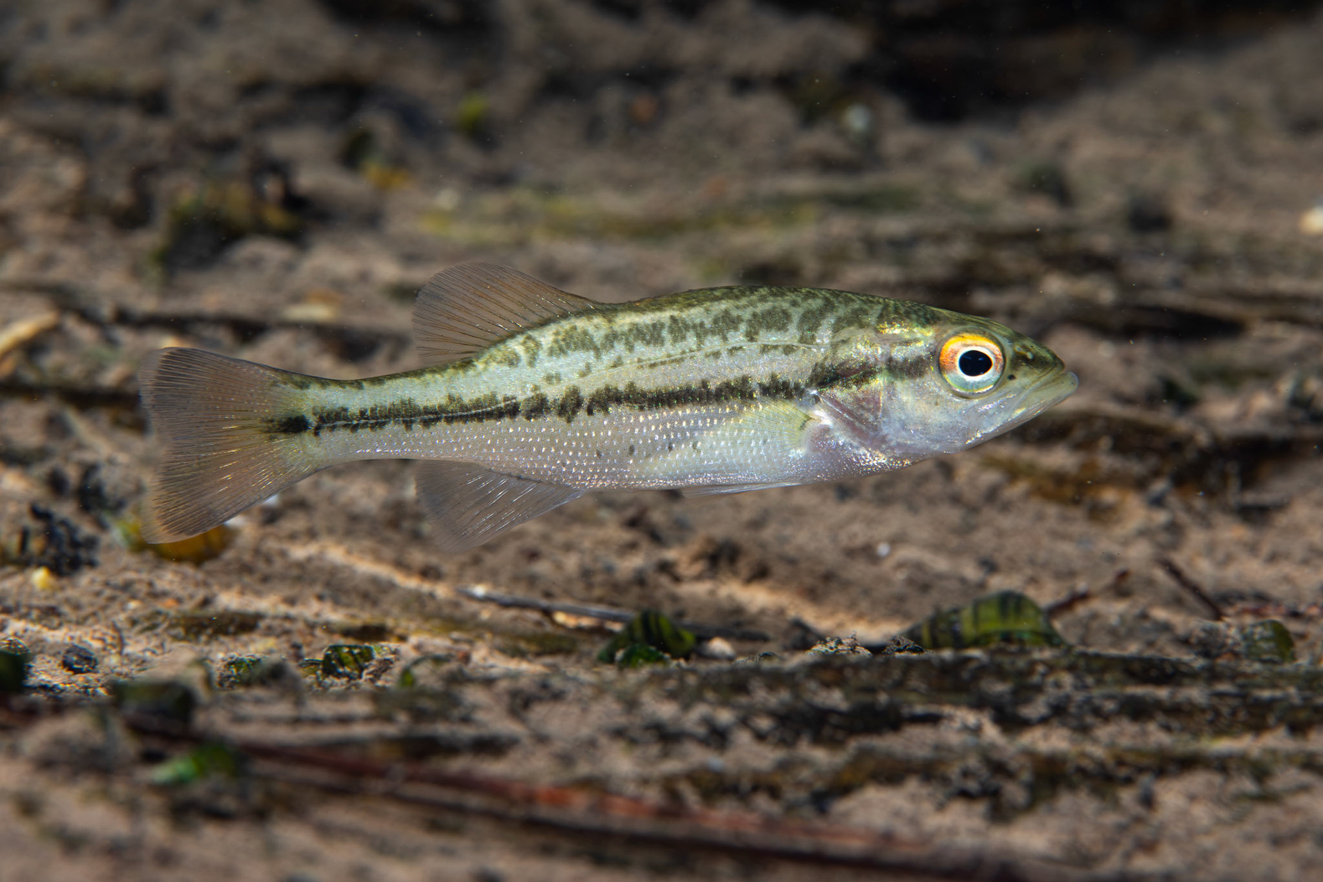 Alabama Bass