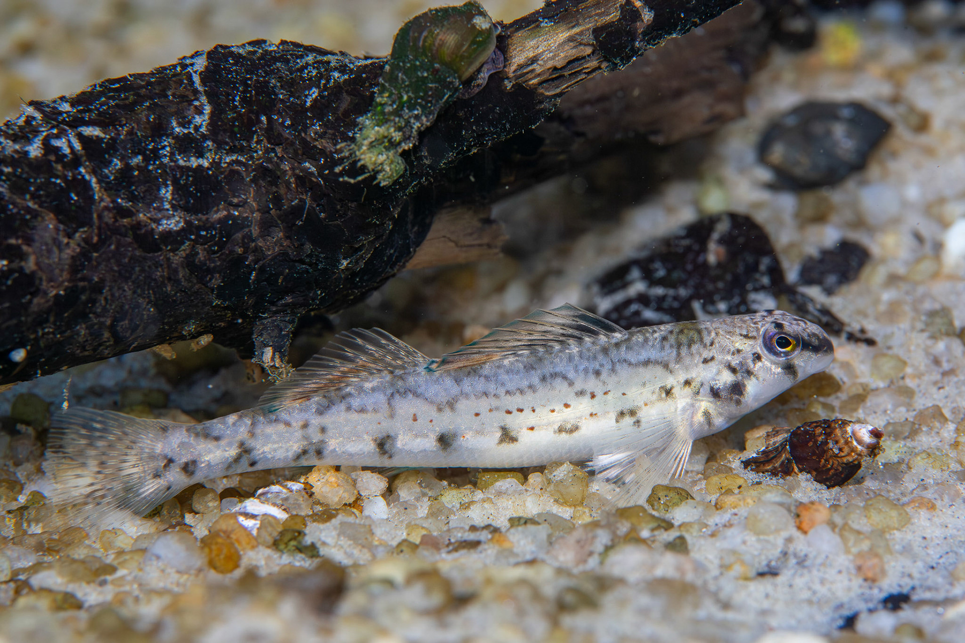 Coastal Darter