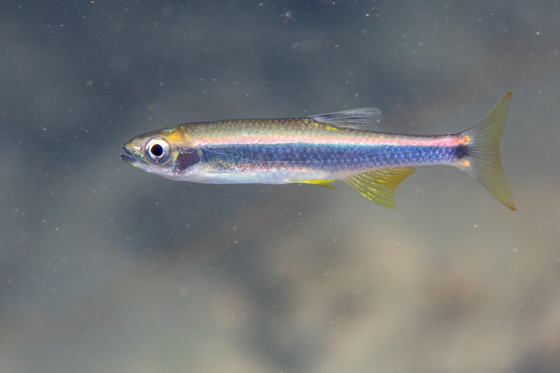 Sailfin Shiner