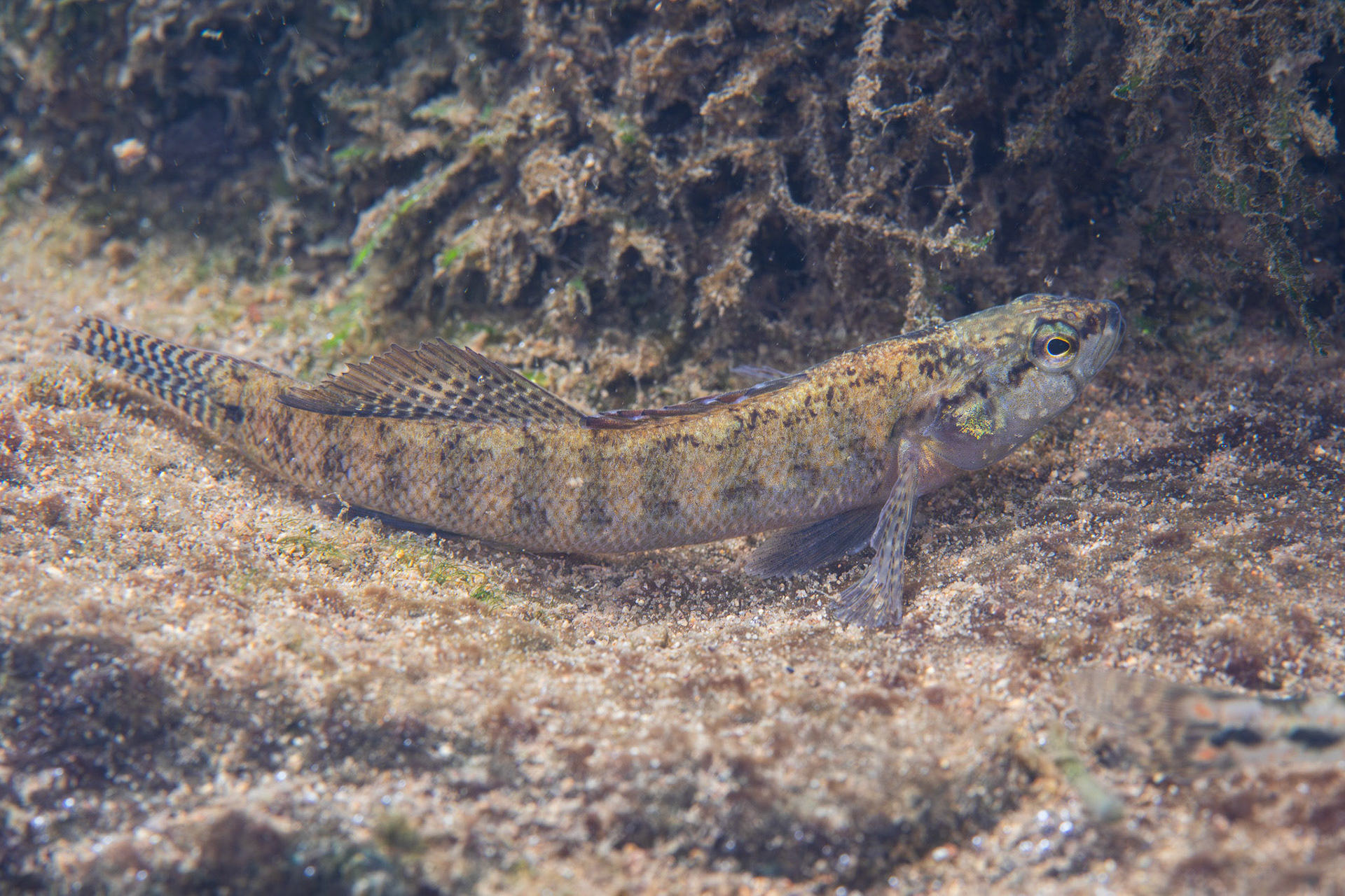 Blackfin Darter