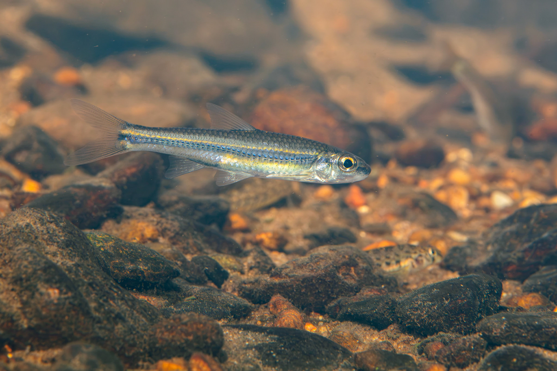 Bigeye Chub