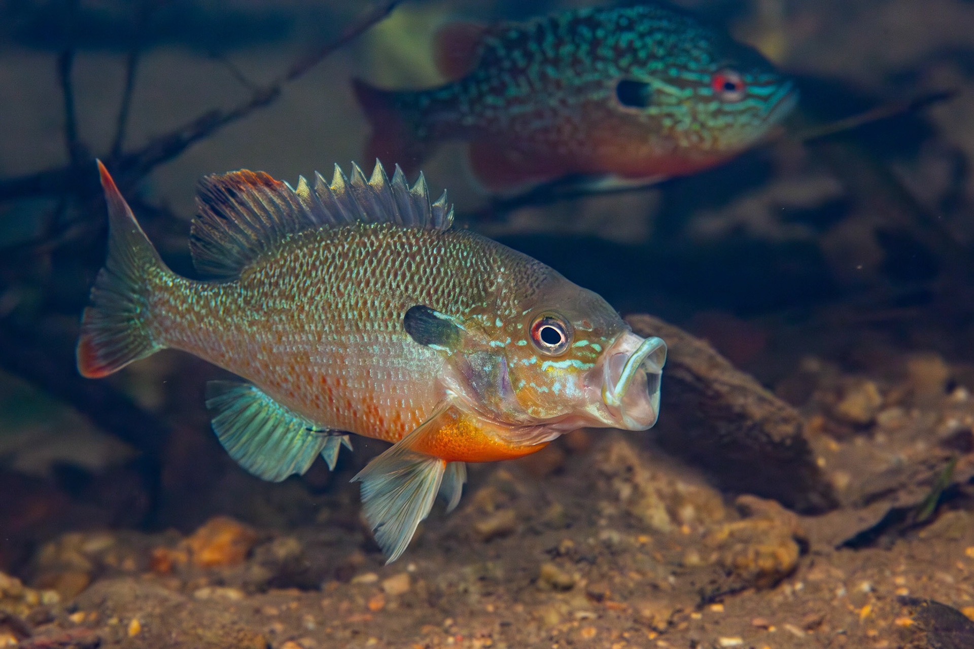 Gulf Longear and Redbreast Sunfish
