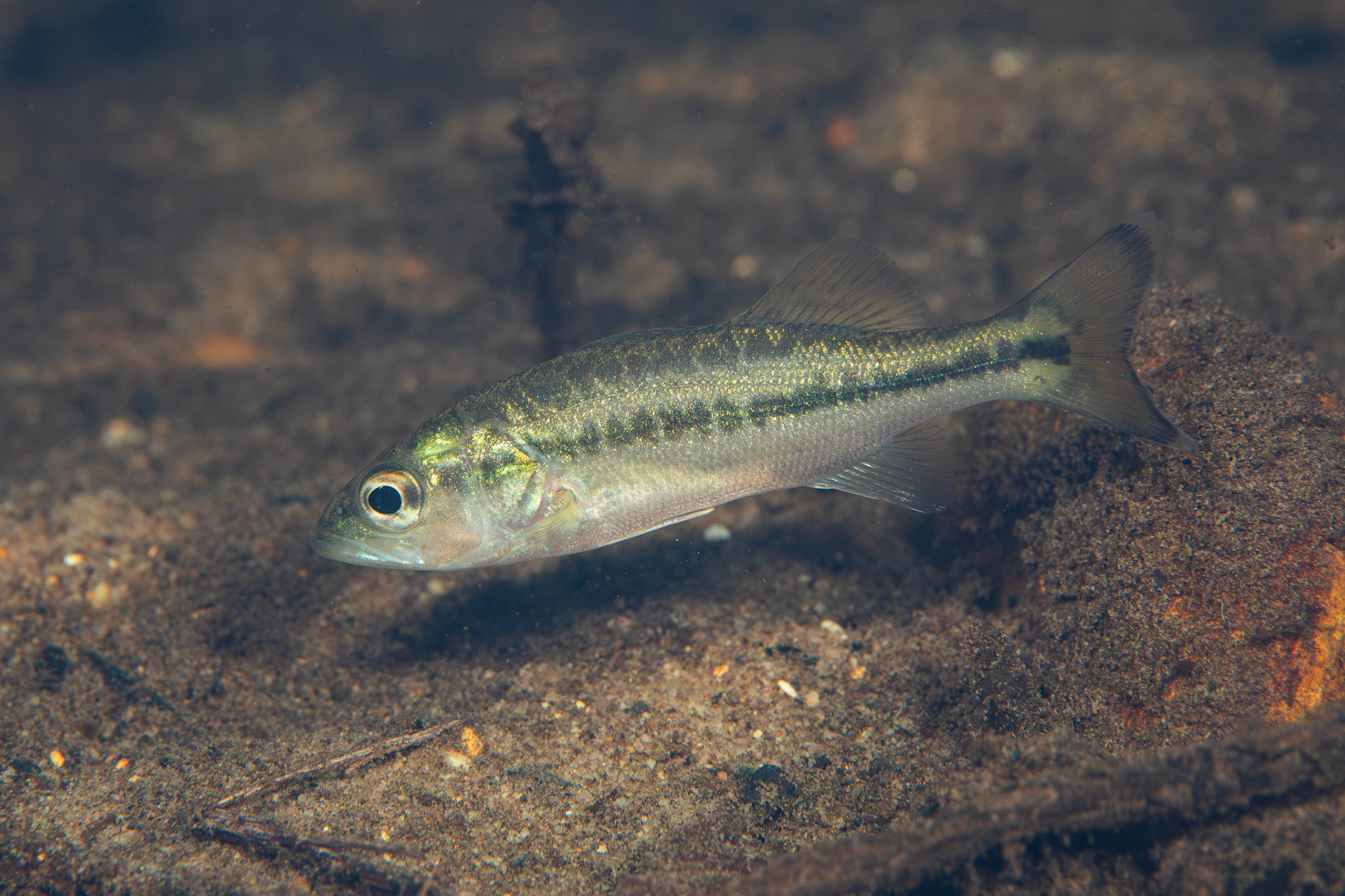 Spotted Bass