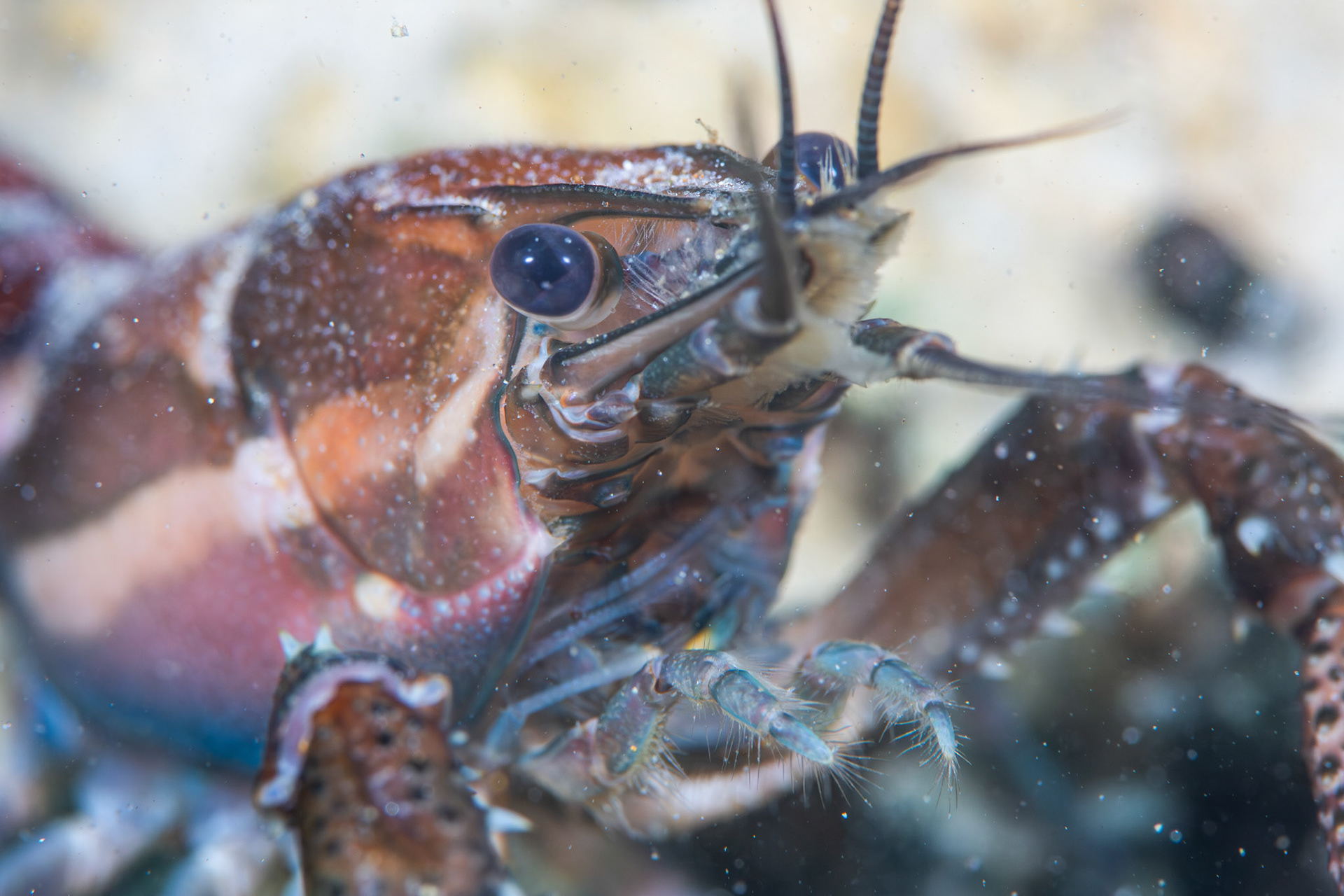 Sly Crayfish