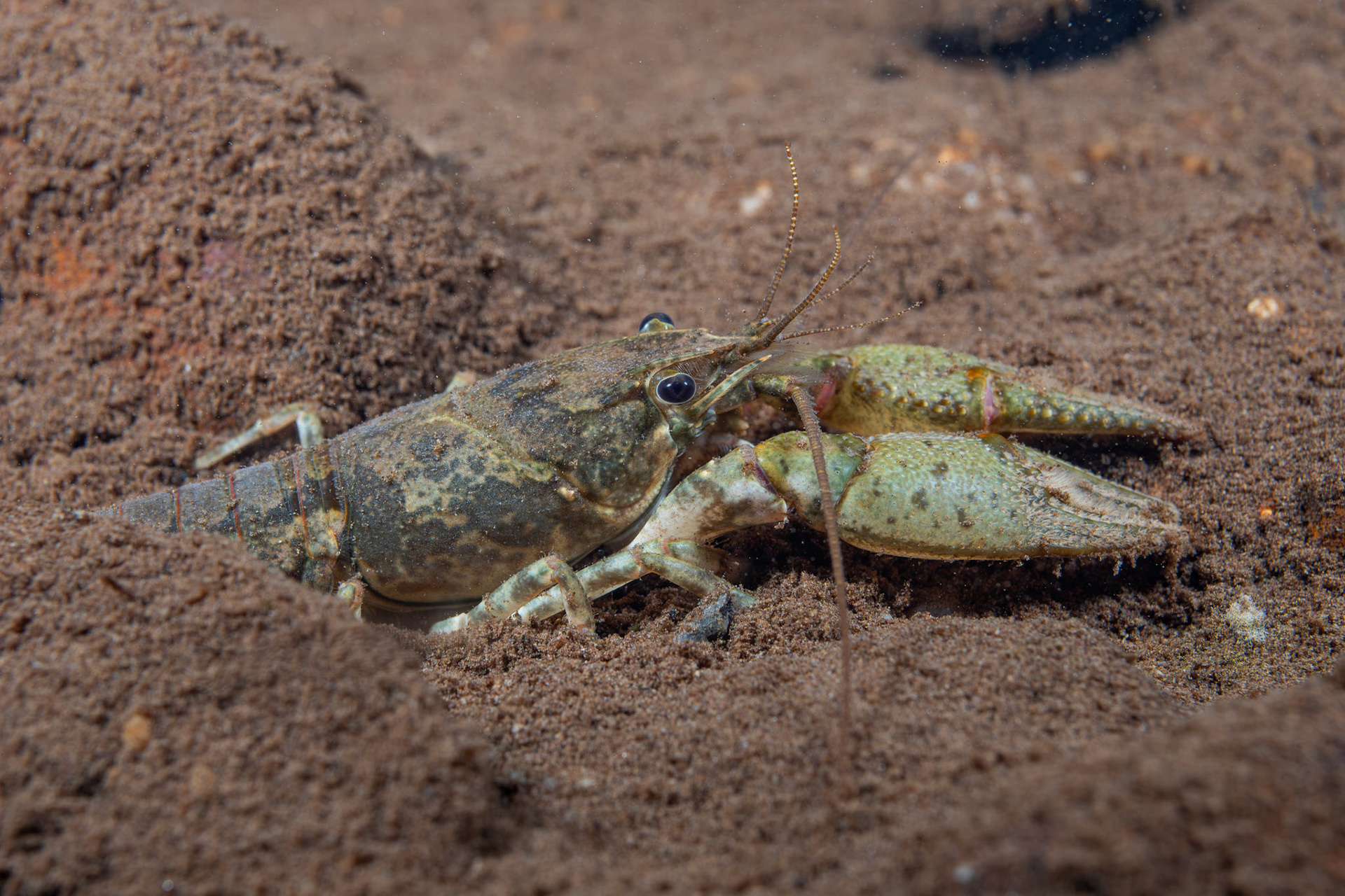 Powerful Crayfish