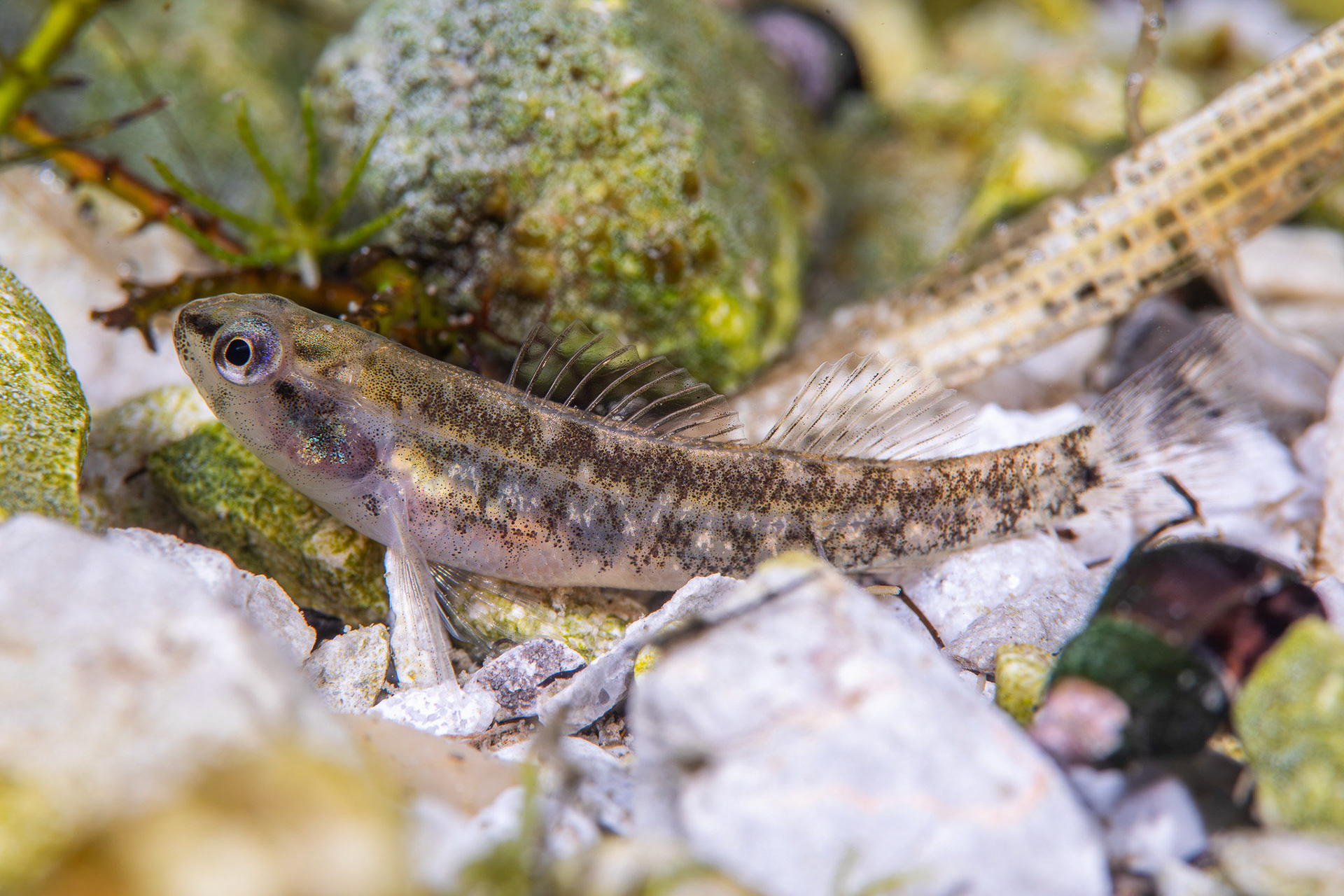 Coldwater Darter