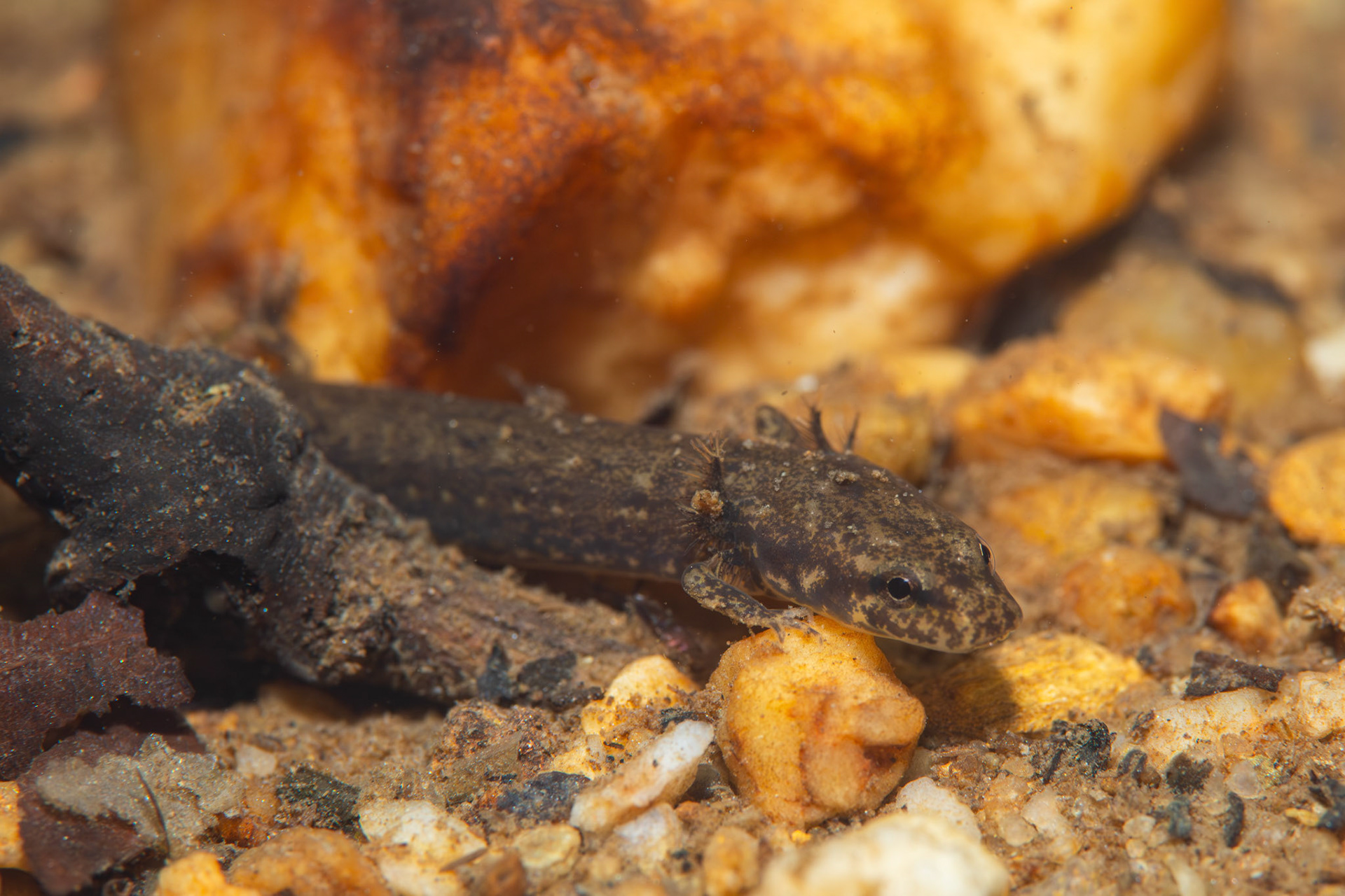 Brook Salamander